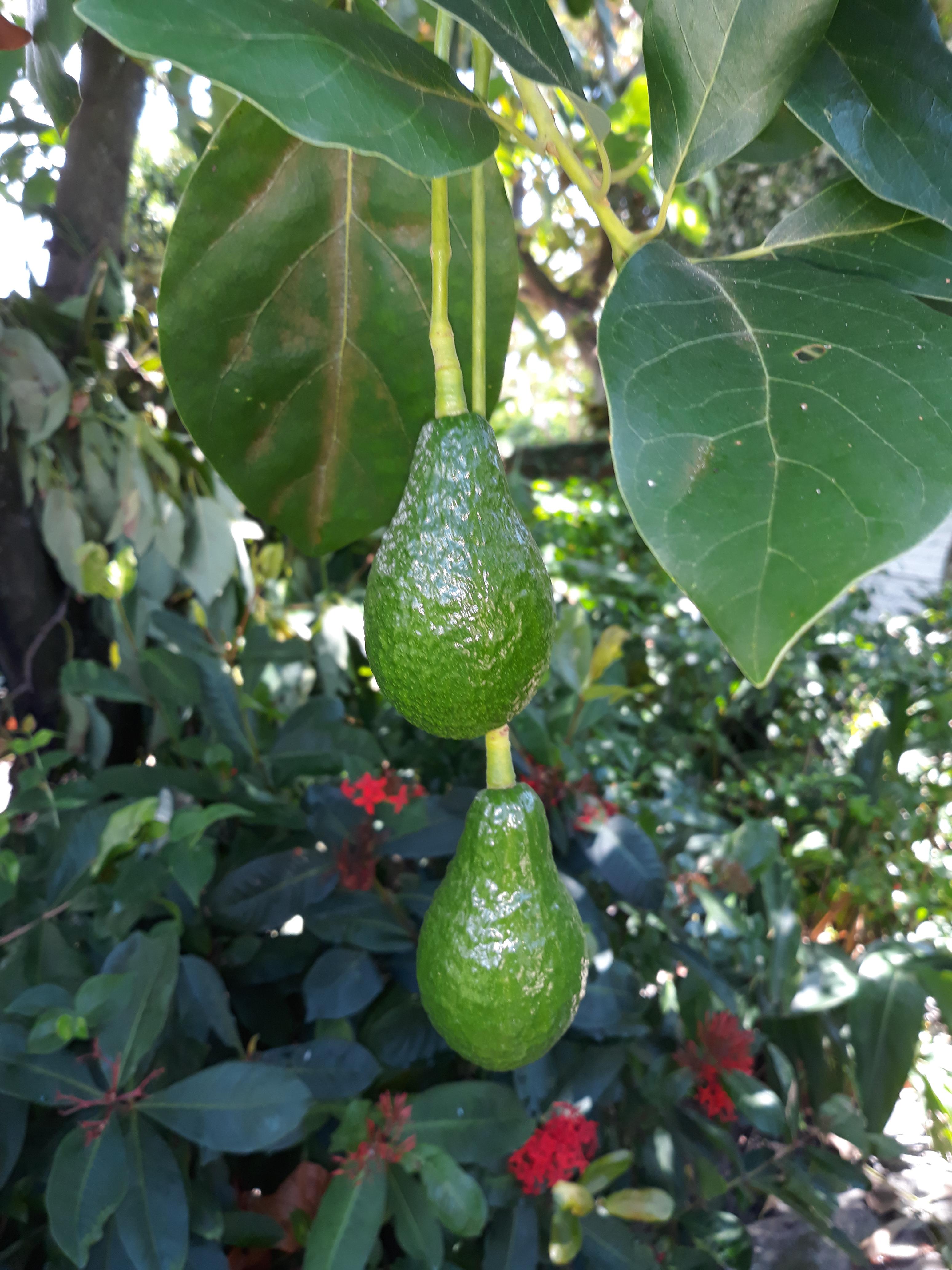 Avocados growing in So. Florida. r/fruit