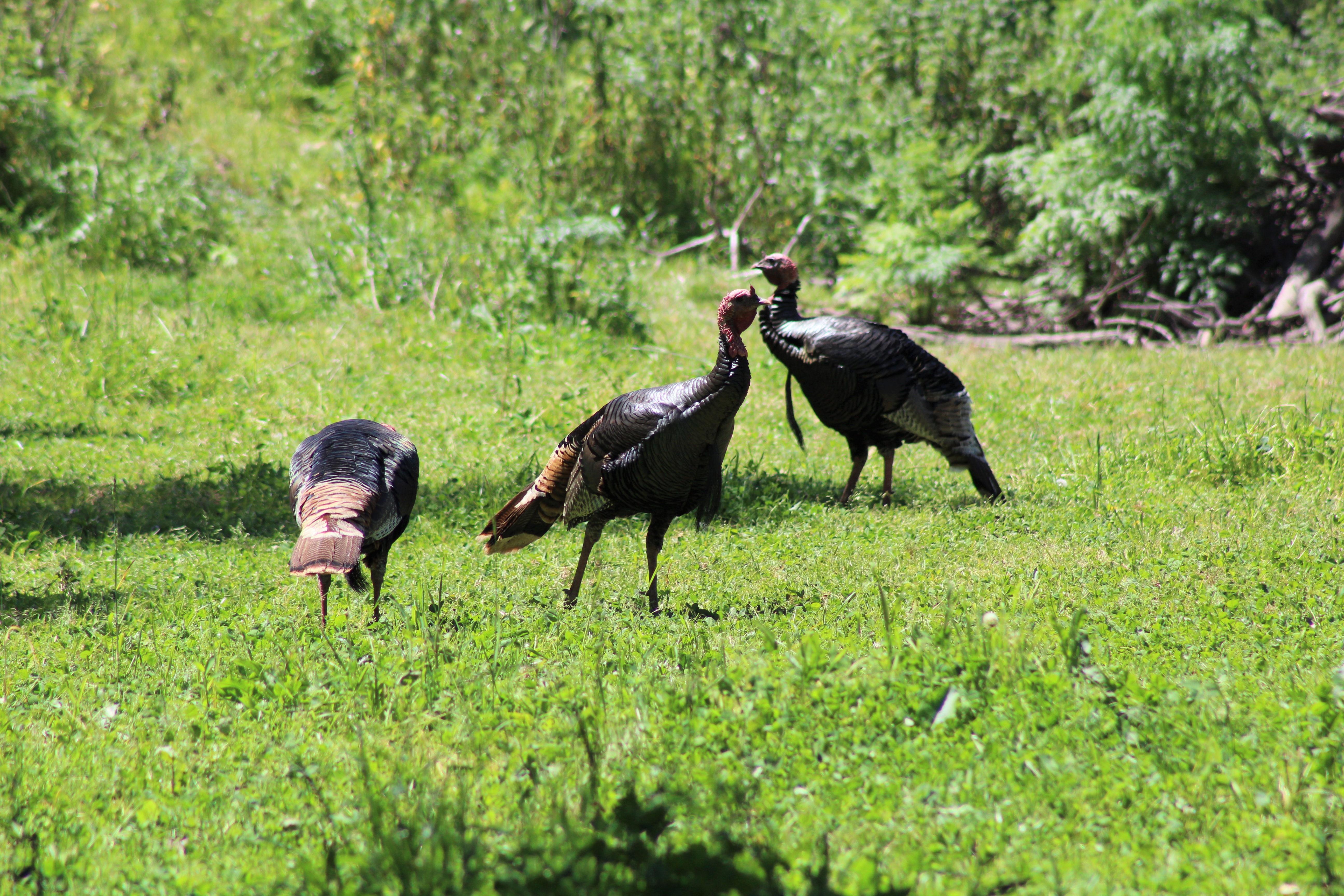 "Shooting" turkeys on the last day of California's season r/Hunting
