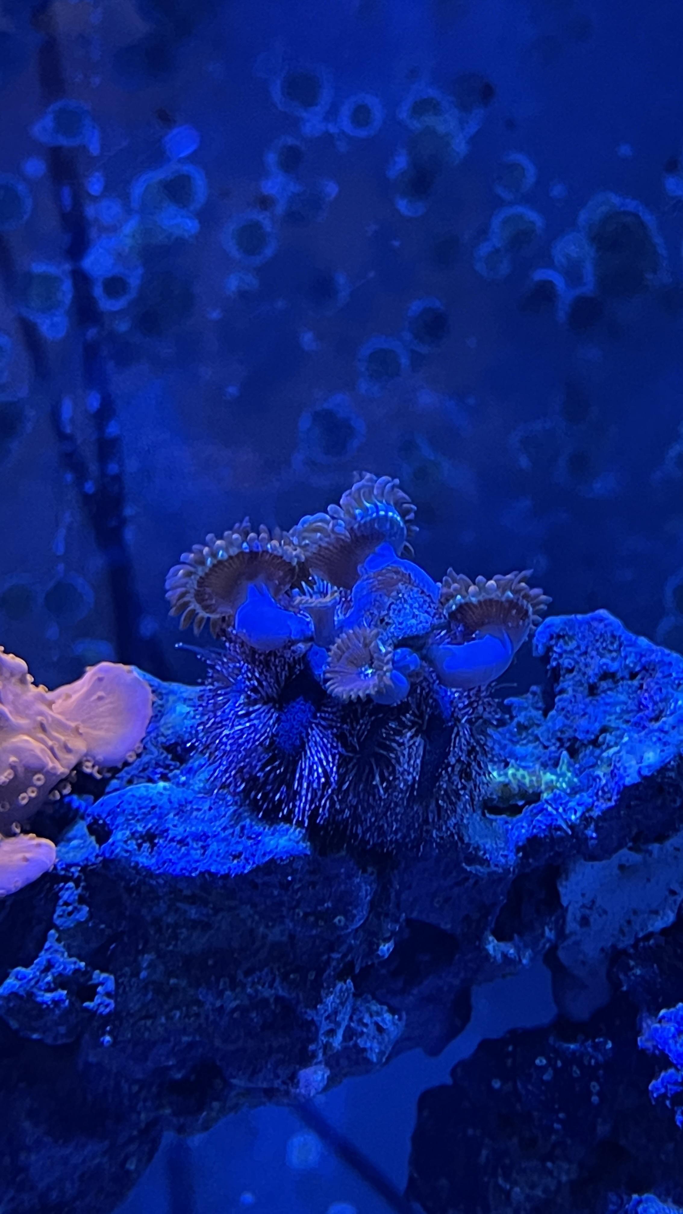 These Zoas have been on this urchin for three months. Started as two