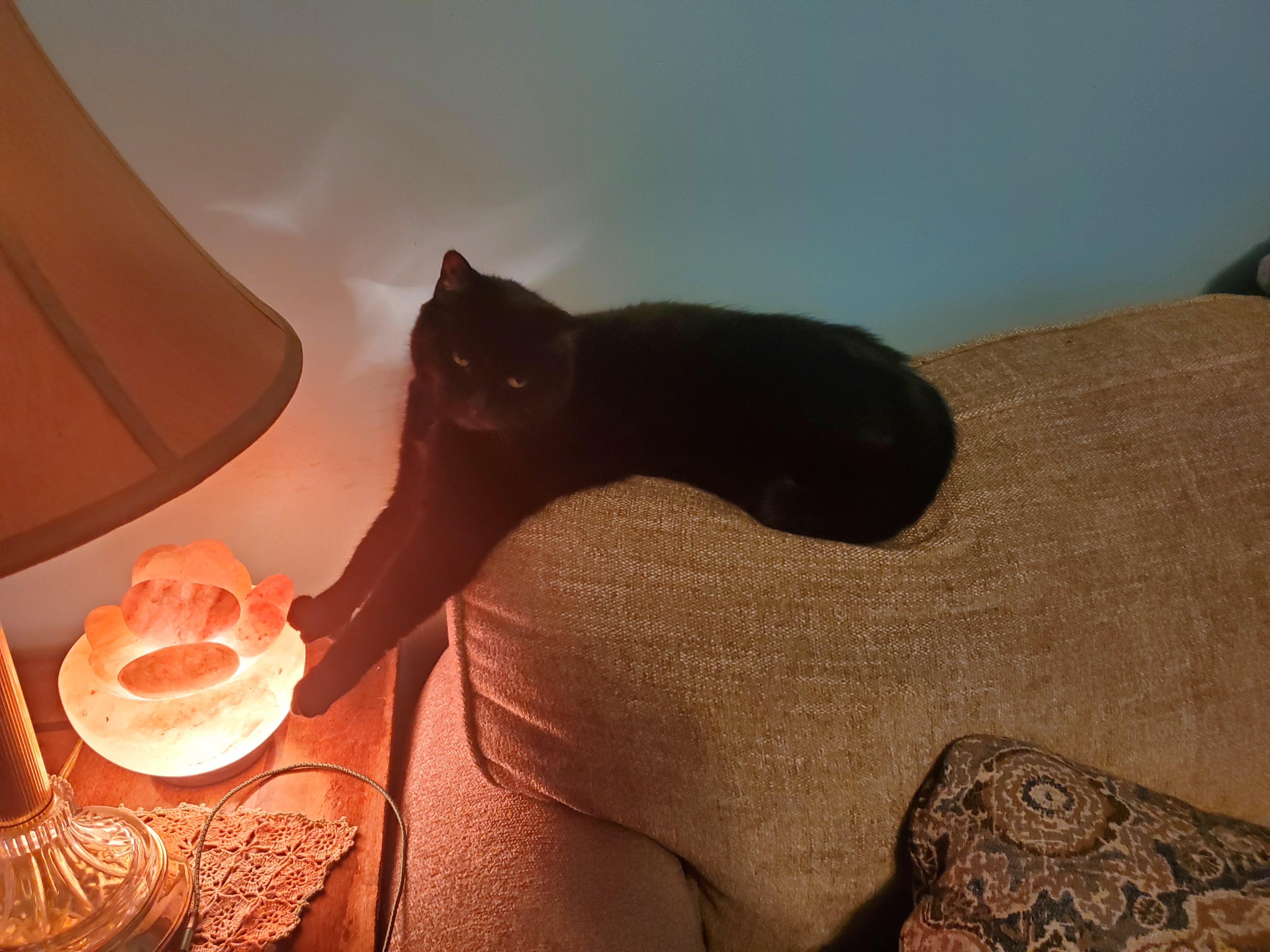 My cat likes the warmth of the salt lamp r/blackcats