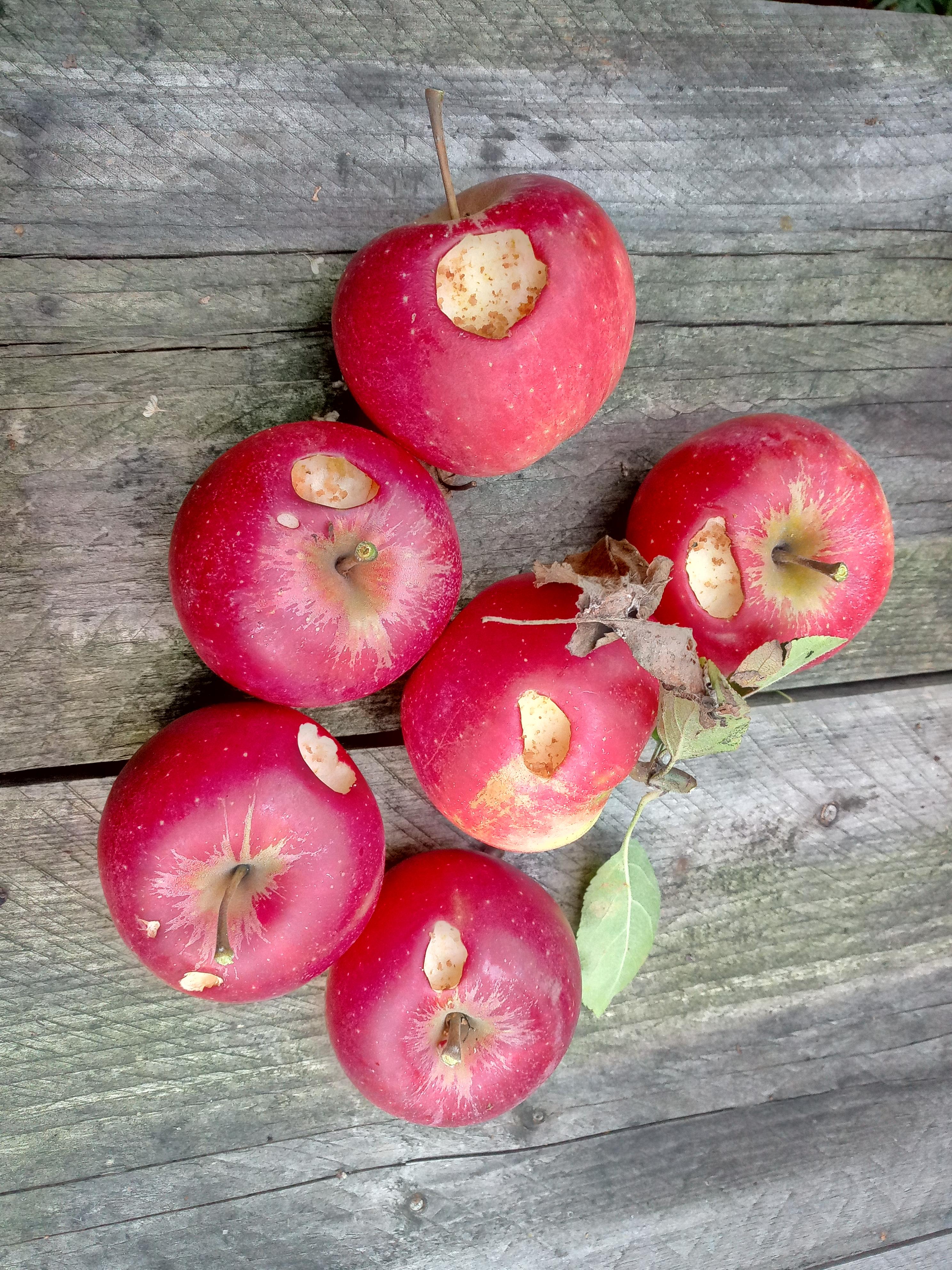 Apples eaten bij bees r/pics