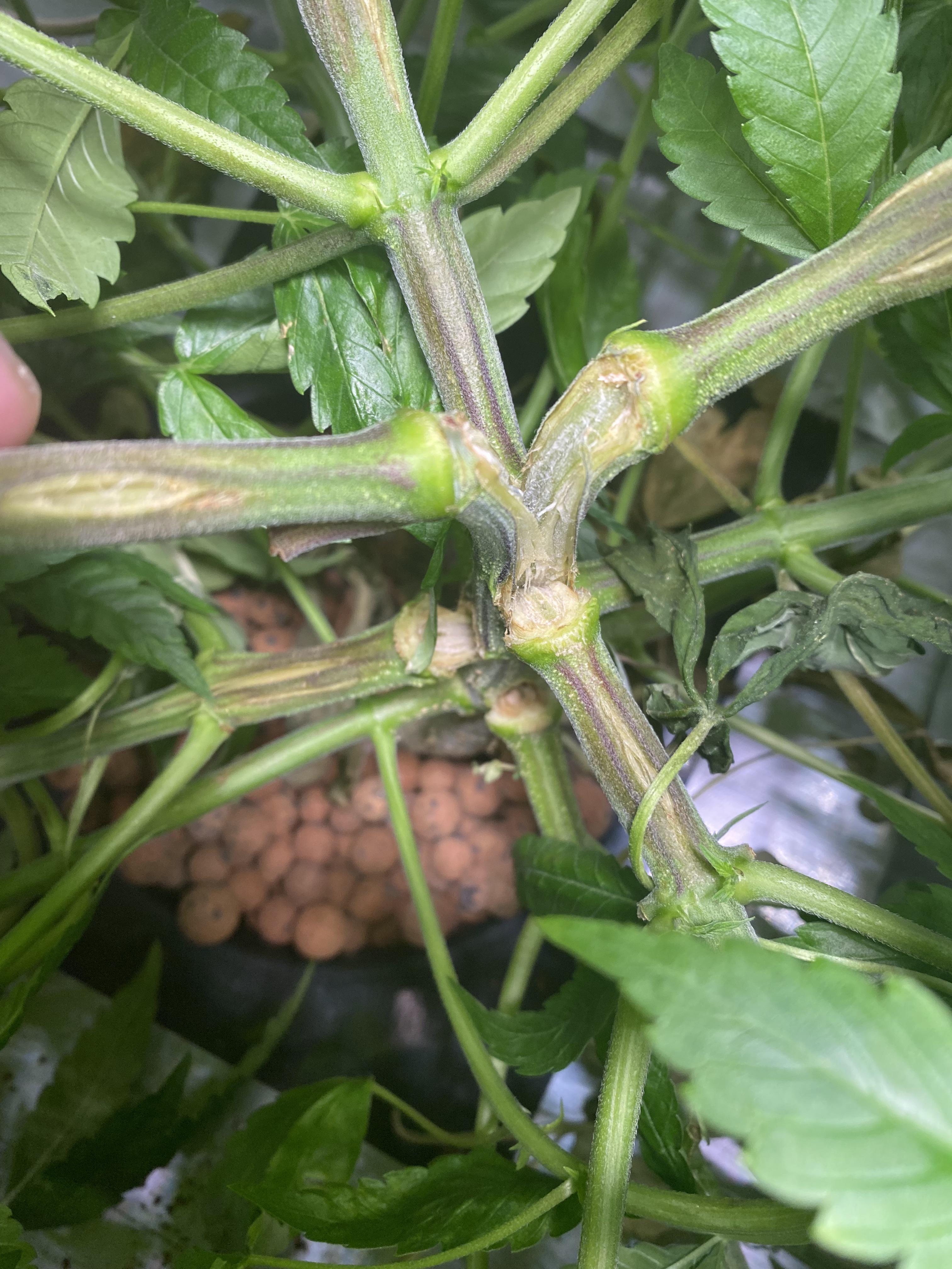 Why are my stems splitting like that? I did super crop the other day