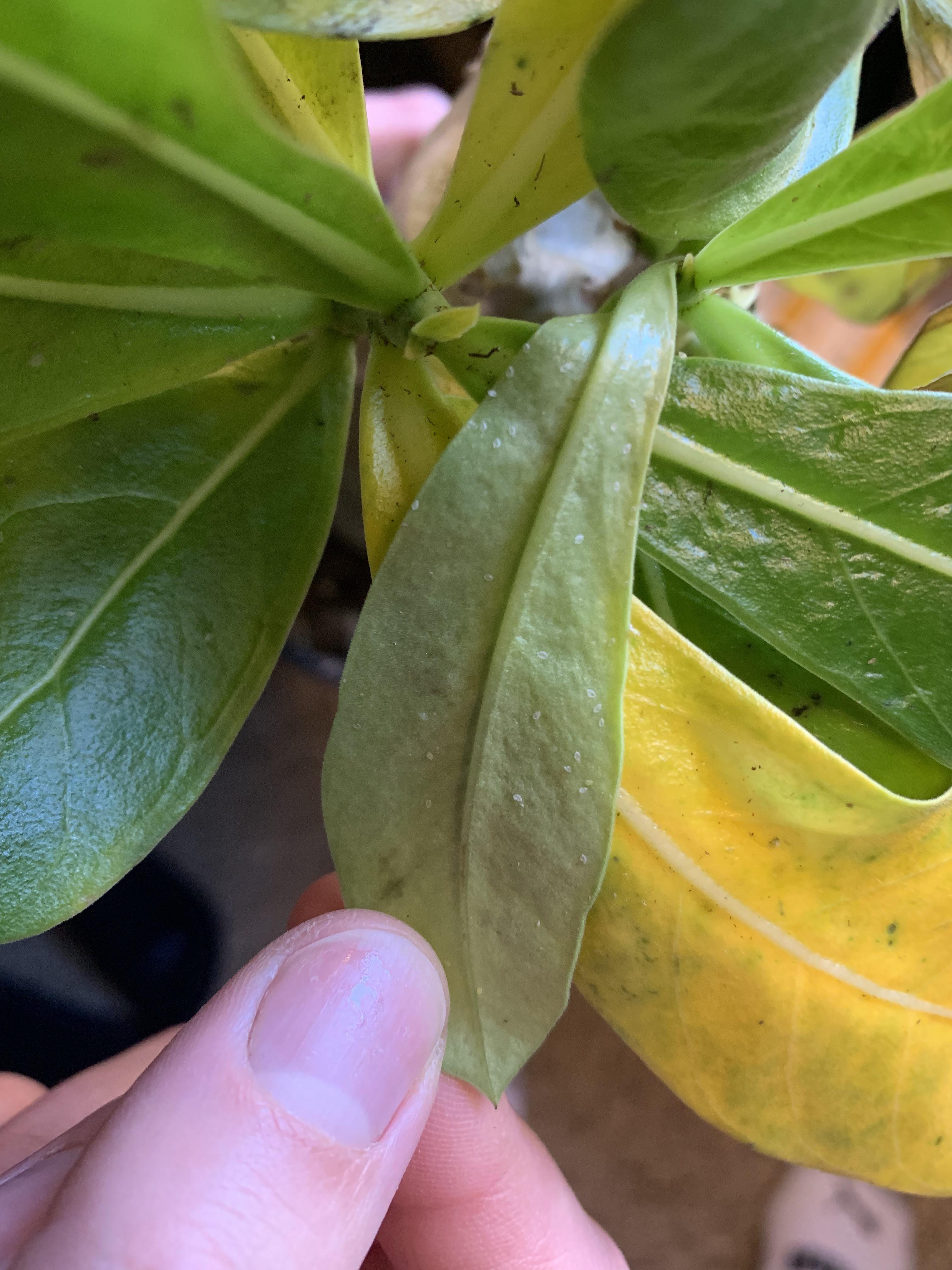 These are on the back of my Desert Rose. Just bought this and the leaves are quickly yellowing