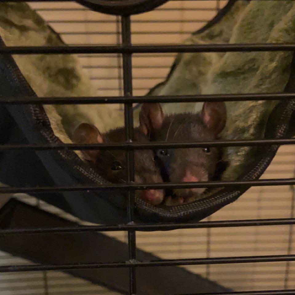 Does anyone have some tips on how to make homemade toys, hides, etc