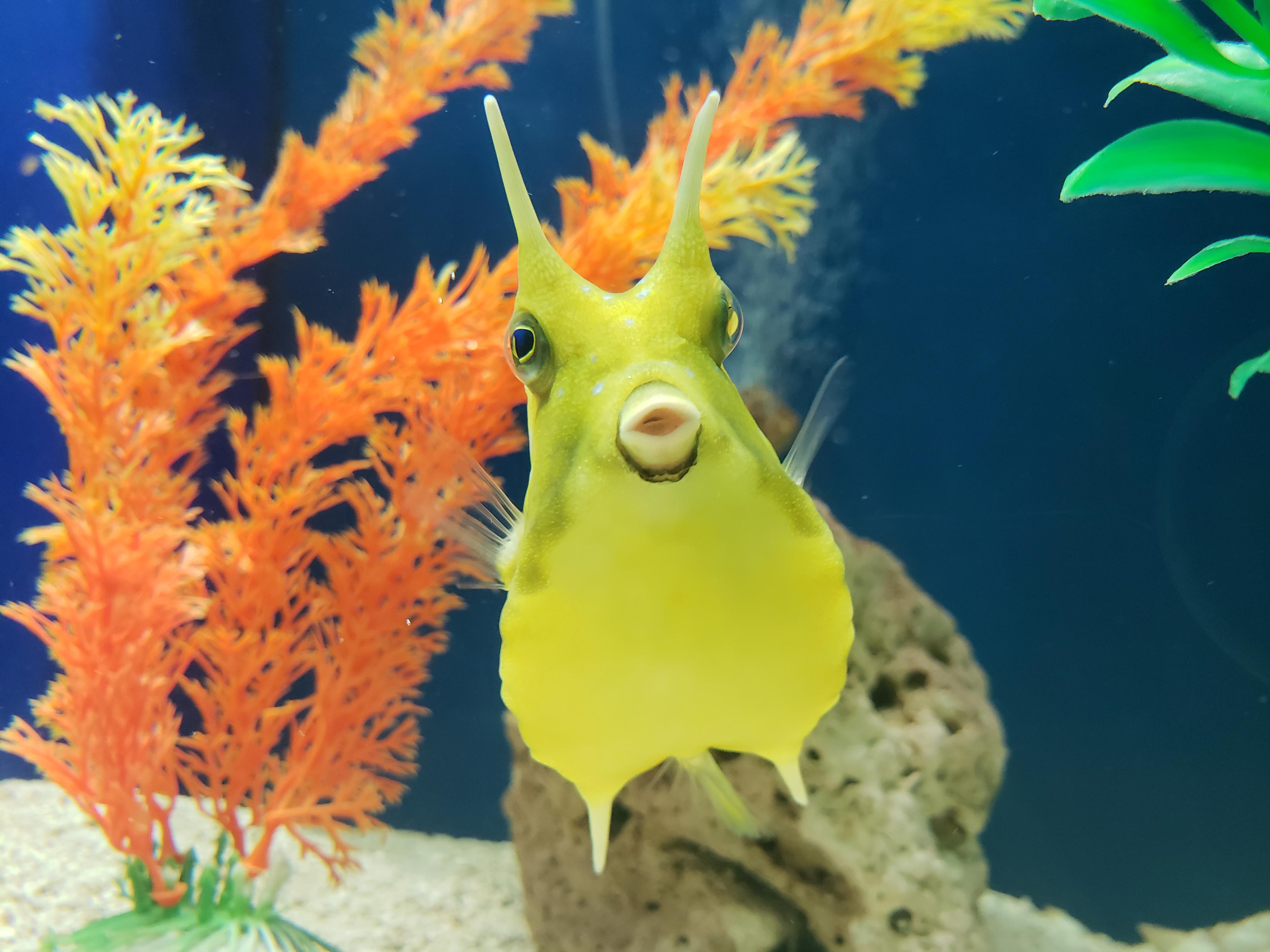 Longhorn cowfish currently alone in tank. Wondering if I can add other
