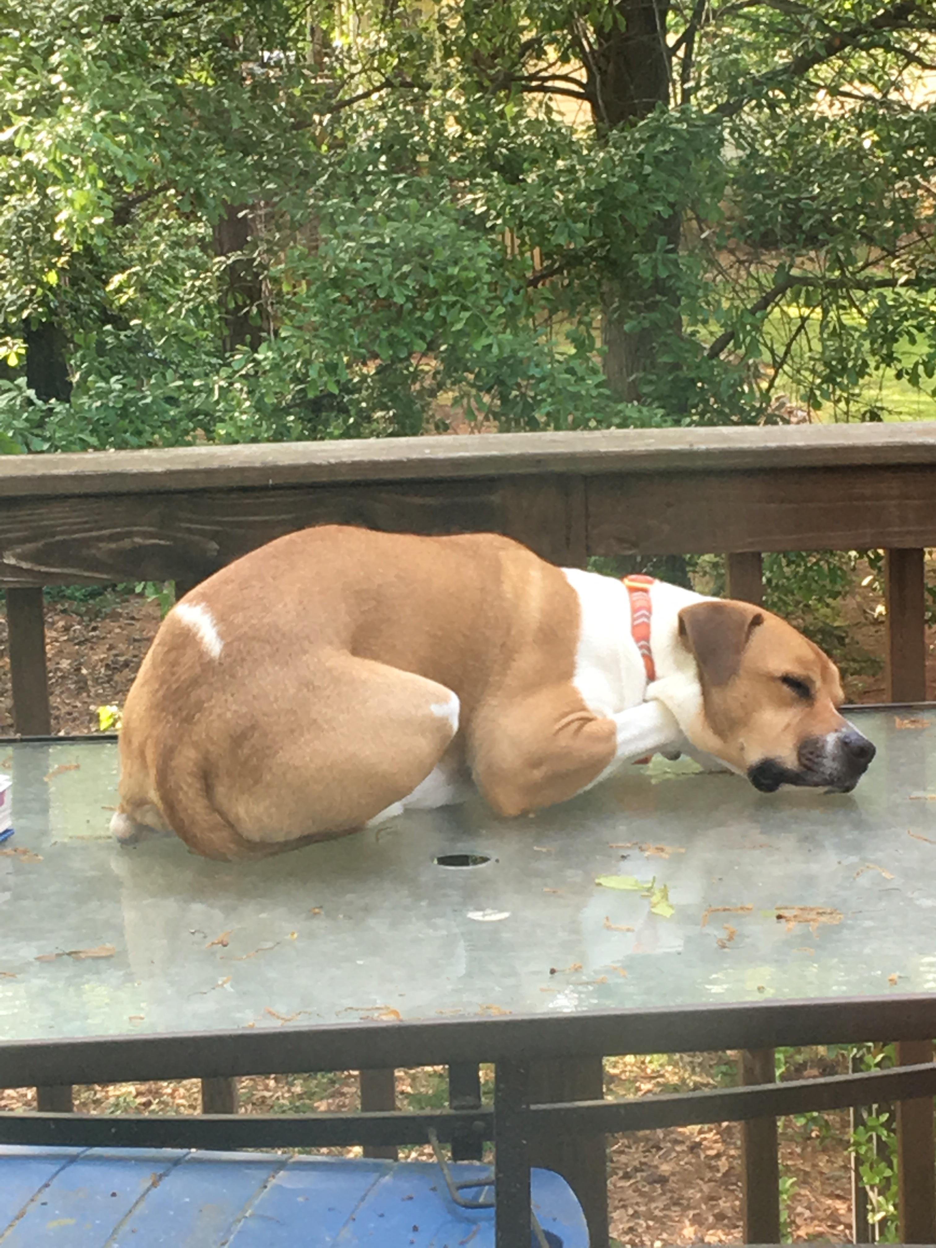 My dog refuses to sleep on the floor r/aww