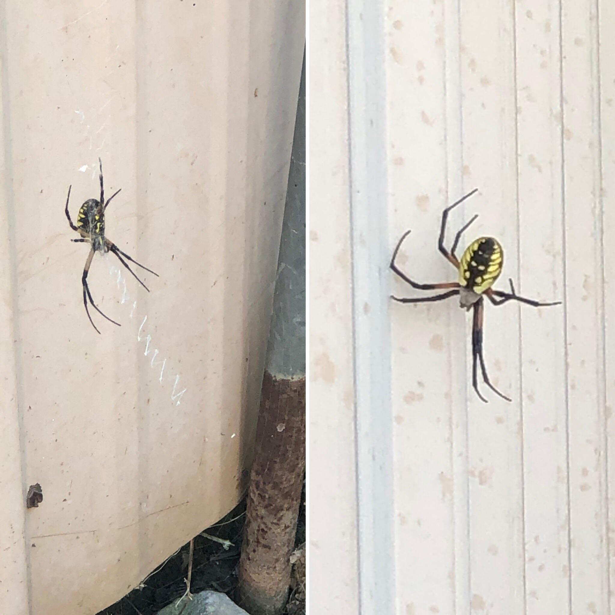 All 97+ Images What Kind Of Spider Makes A Zig Zag  Excellent 12/2023