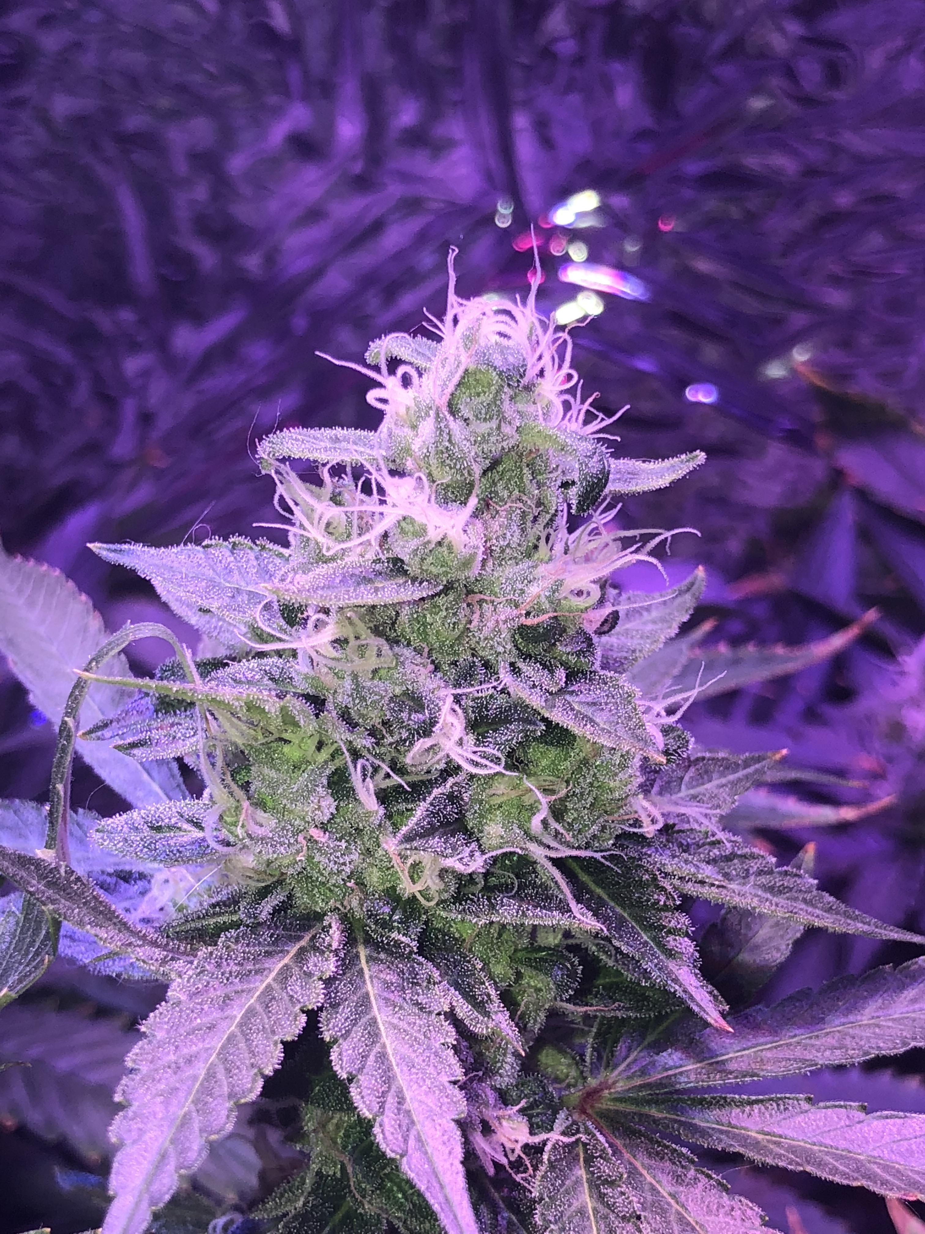 First Grow Update, Day 45 of flower, Blue dream. How’s she lookin? r