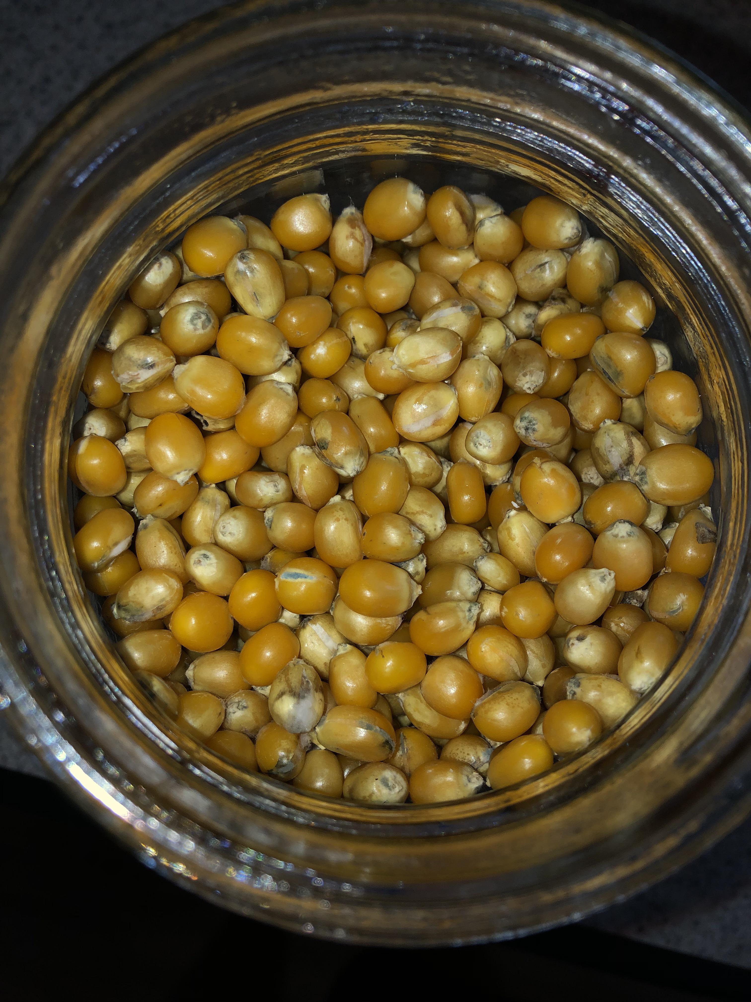 [Technique] I recently prepared some popcorn kernels for inoculation