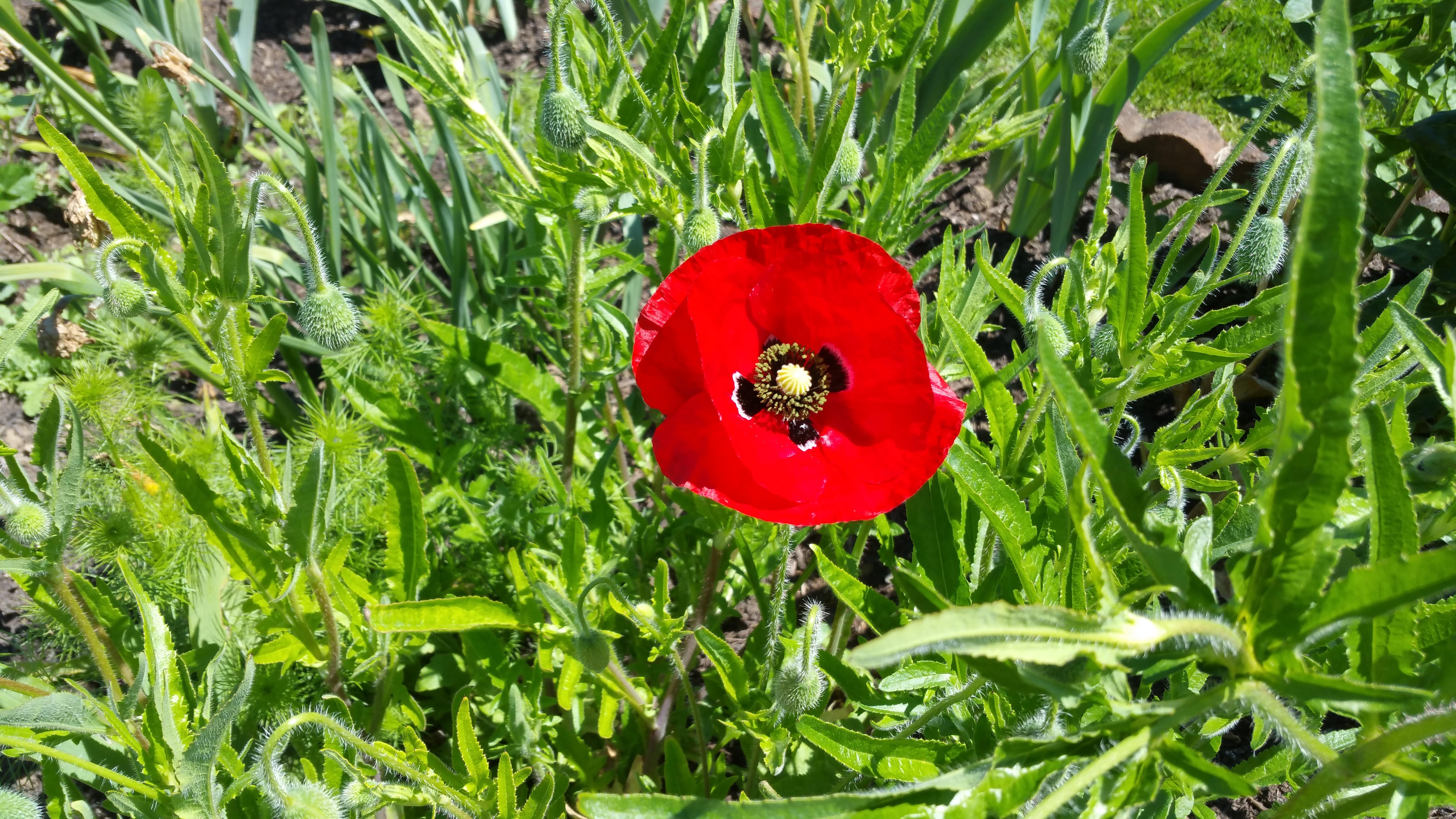 Our first poppy bloom of the season! r/gardening