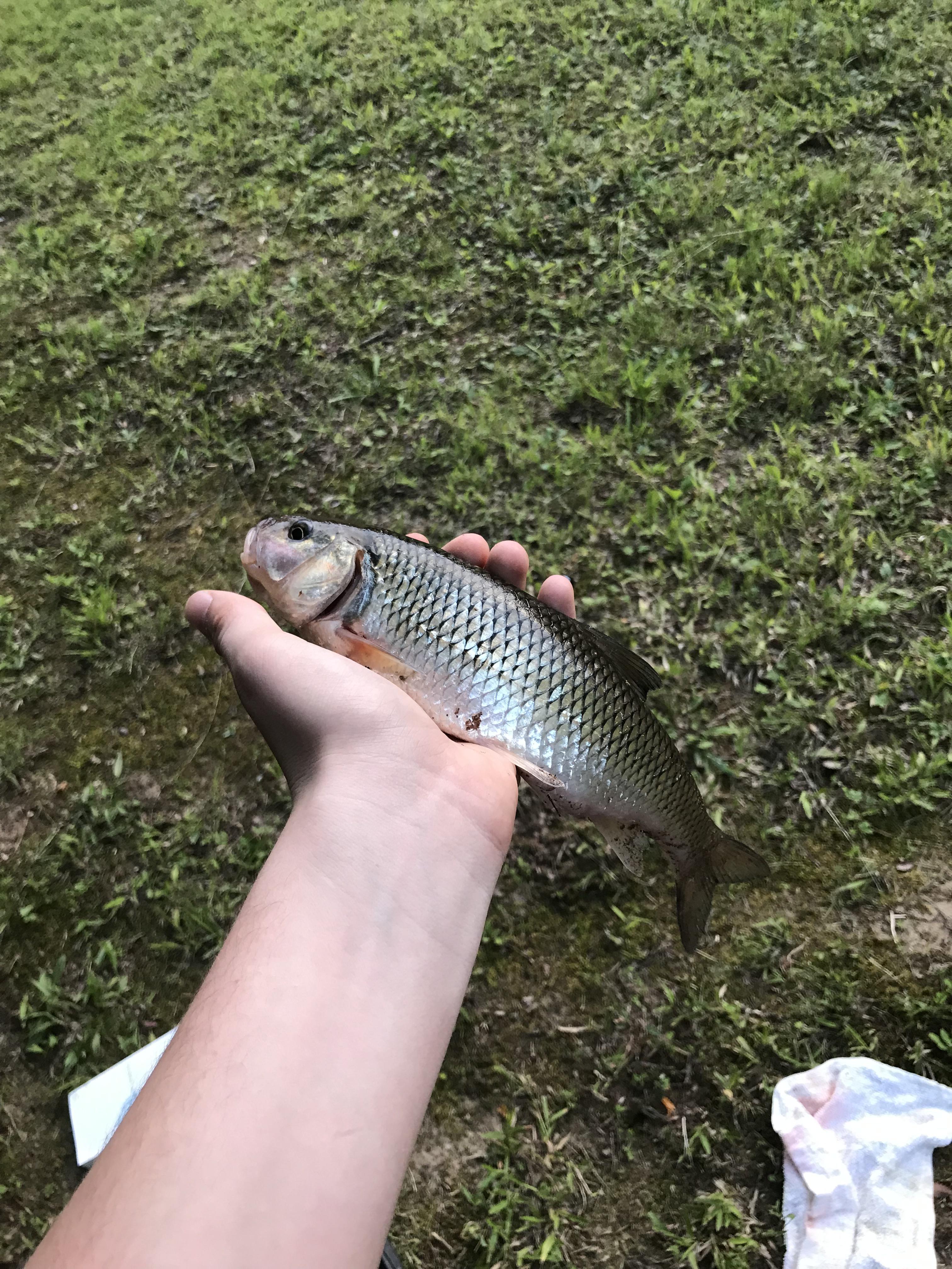 I caught this freshwater fish in a river in central Virginia. It had no