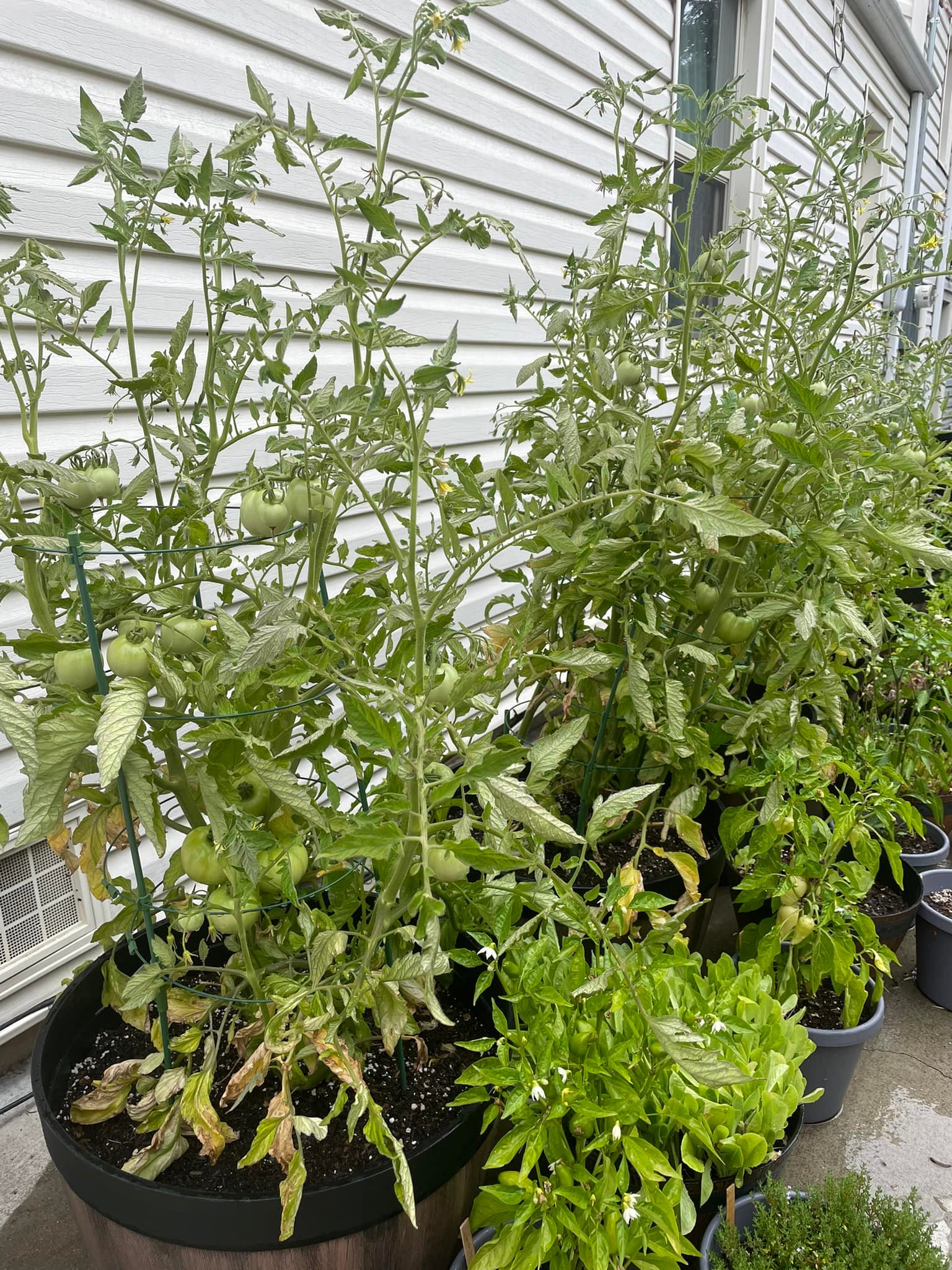 Why do my tomato plants have yellow leaves only at the bottom? All 4
