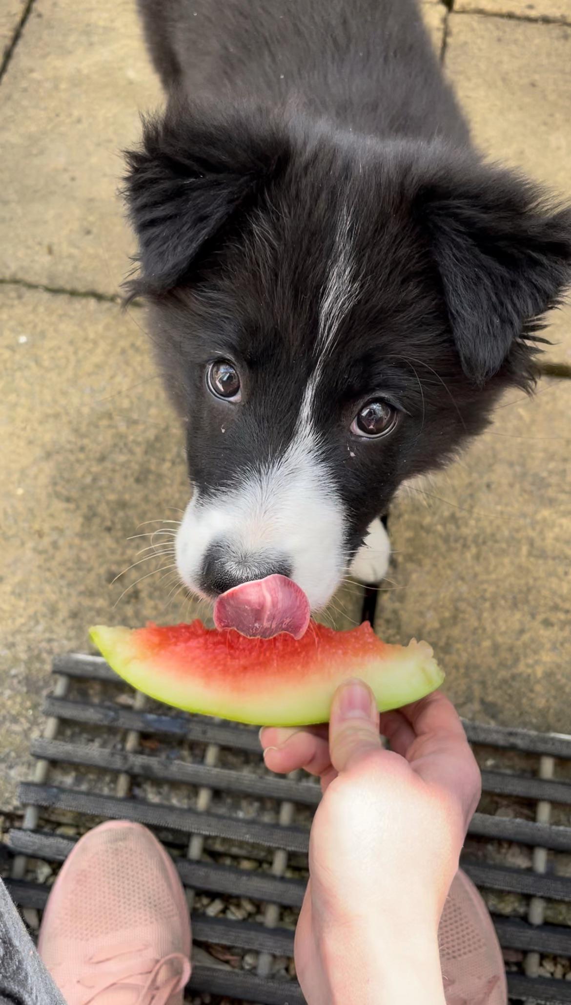 Why Do Dogs Eat Gravel