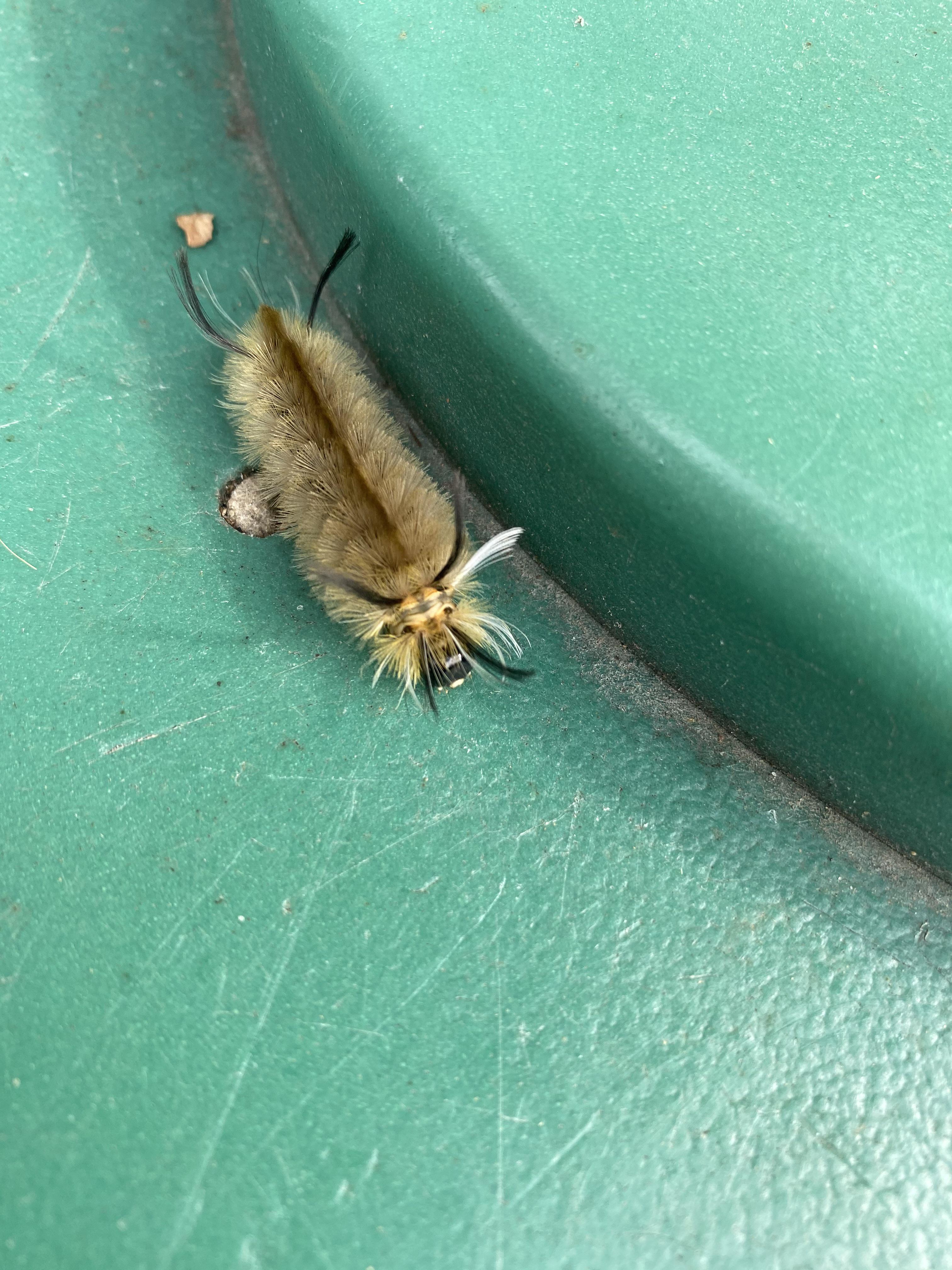 Found in Ottawa, IL. Any help identifying would be greatly appreciated