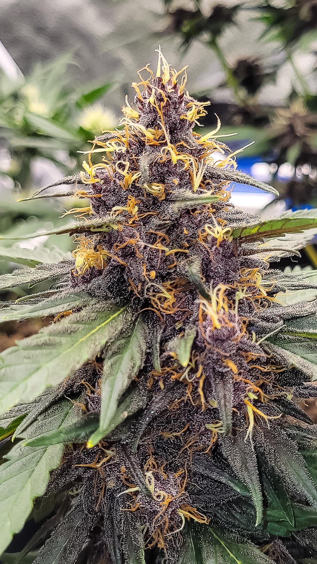 Blood Orange Diesel CBD. Bred by High Alpine r/Autoflowers