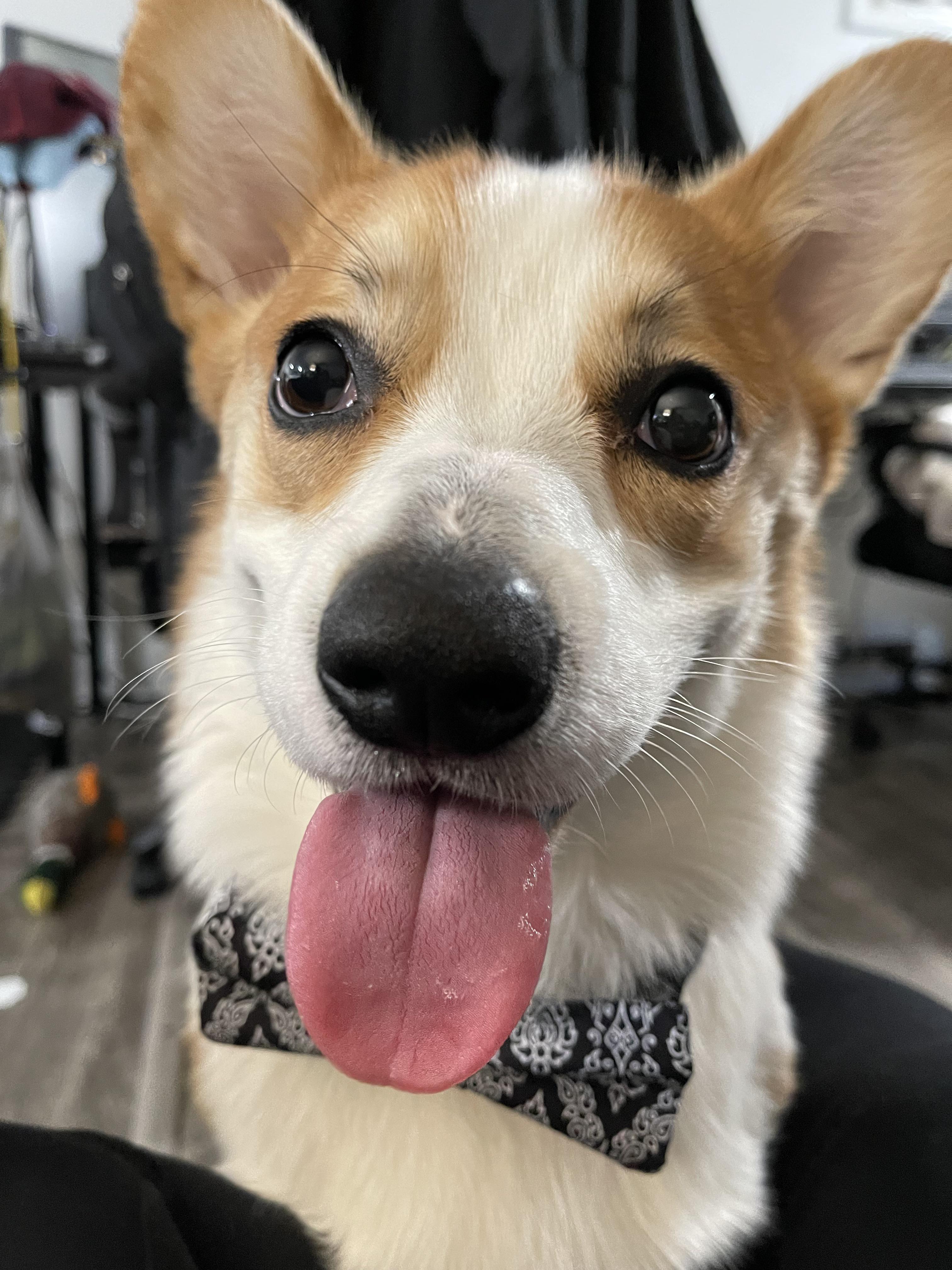 Ozzy has a soft tongue