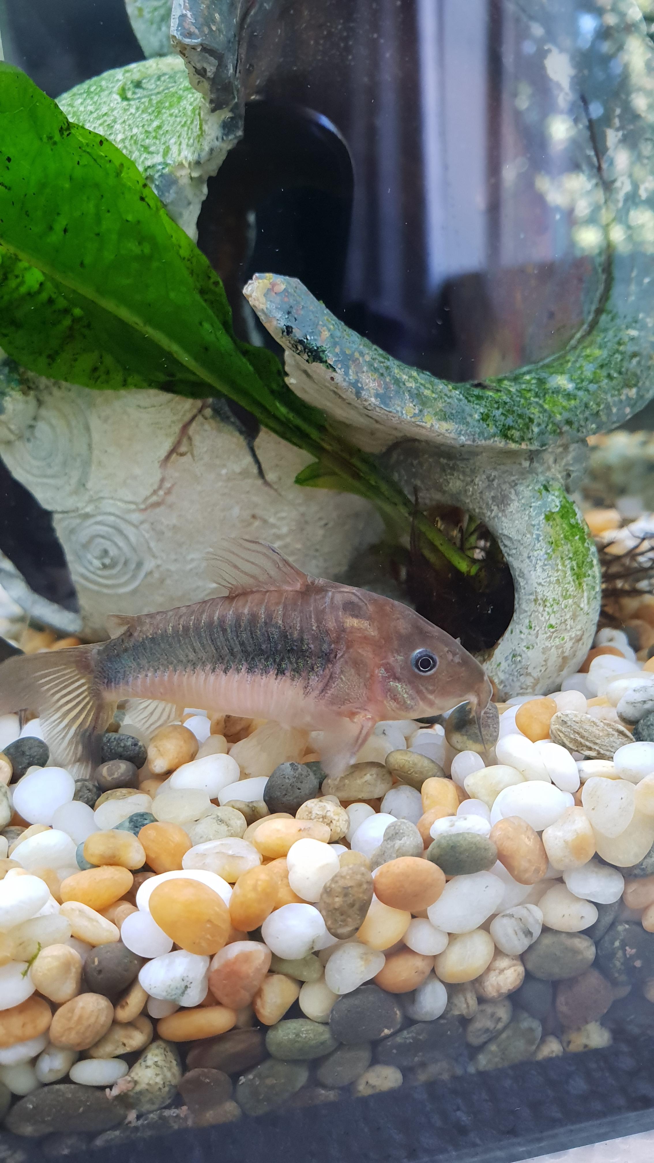 Bronze Cory mama holding her eggs ) r/Aquariums