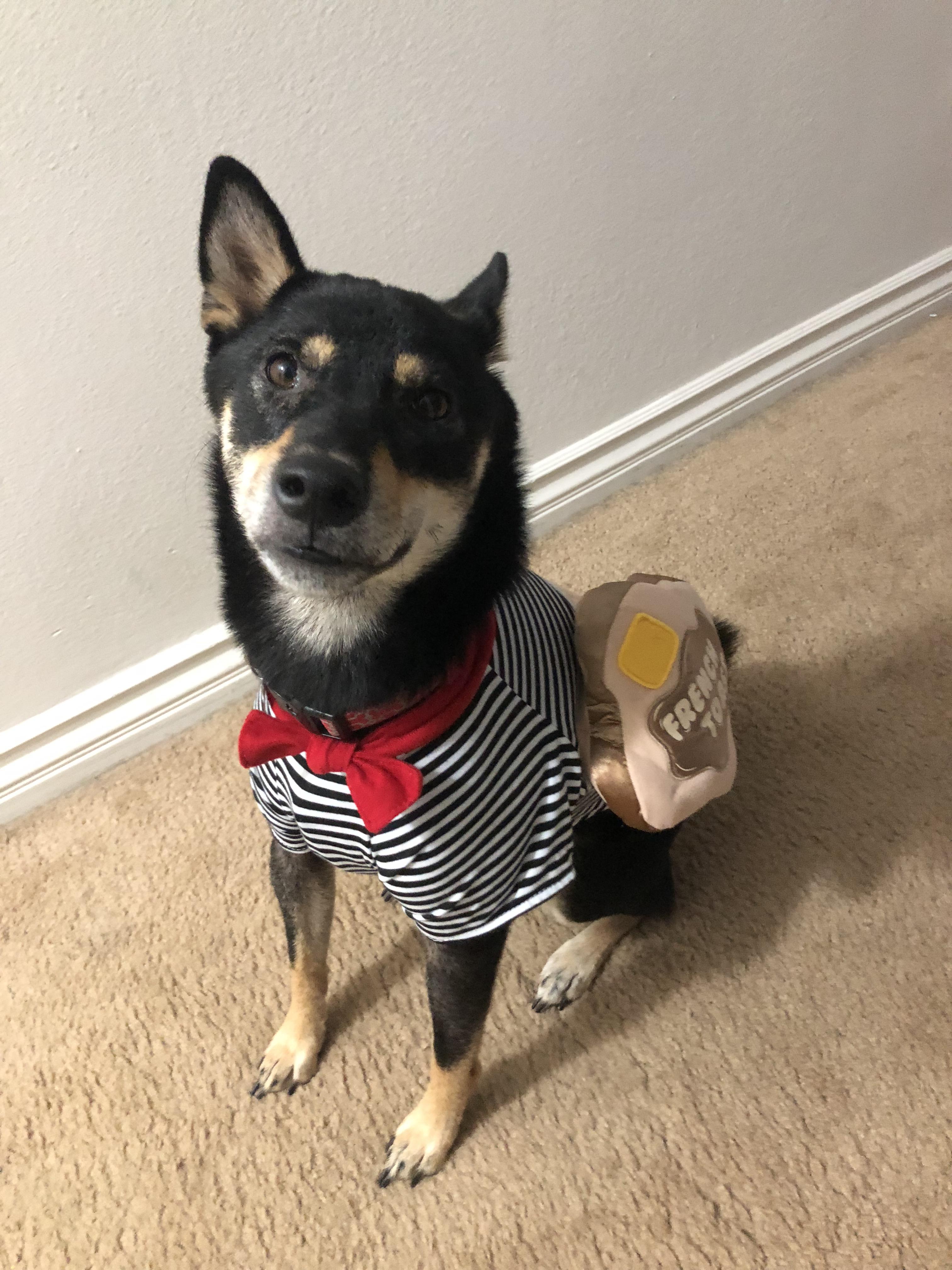 Toast’s halloween costume. French Toast! 😂 shiba