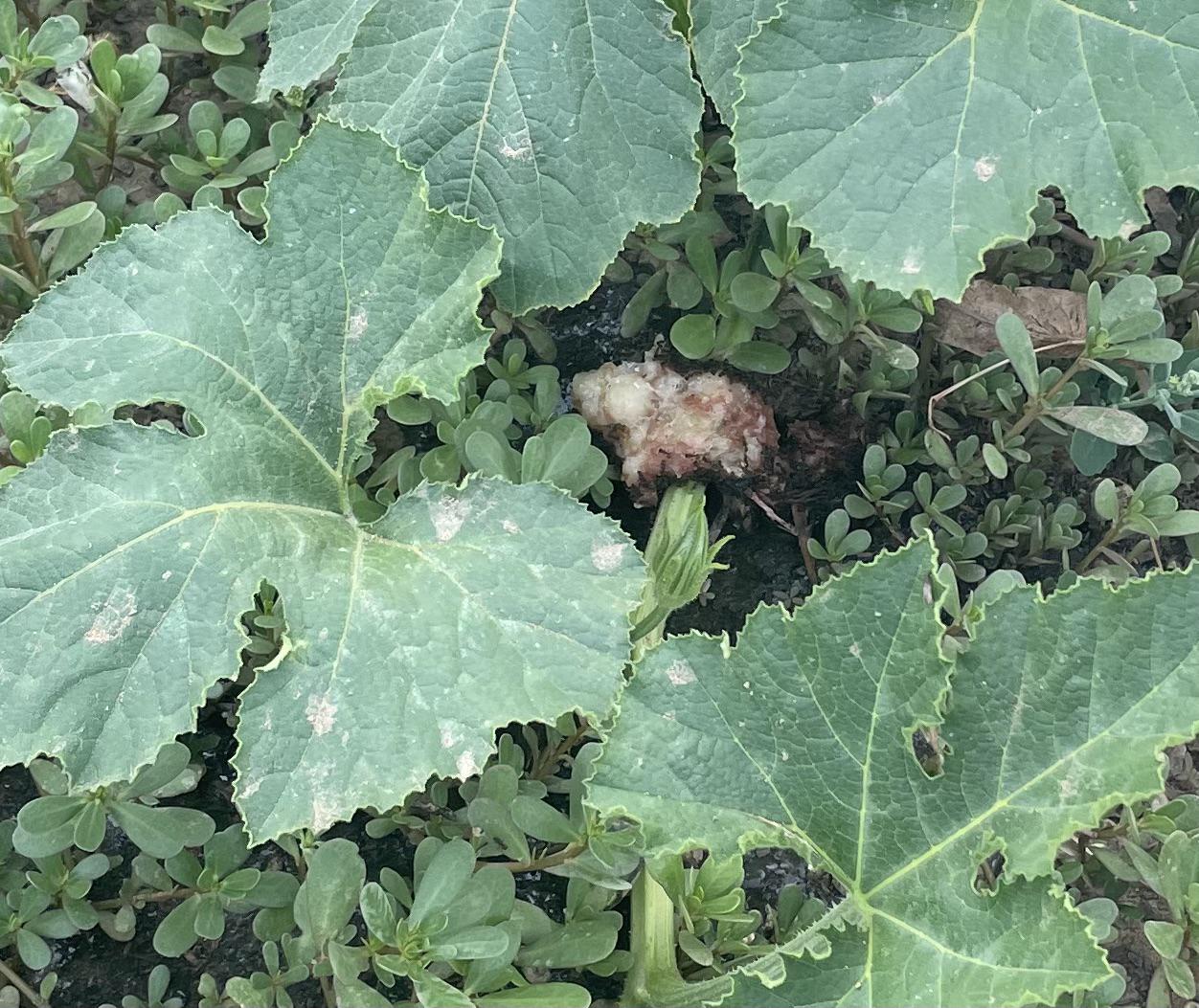 Does anyone know what these ants are doing around my pumpkin plant vine