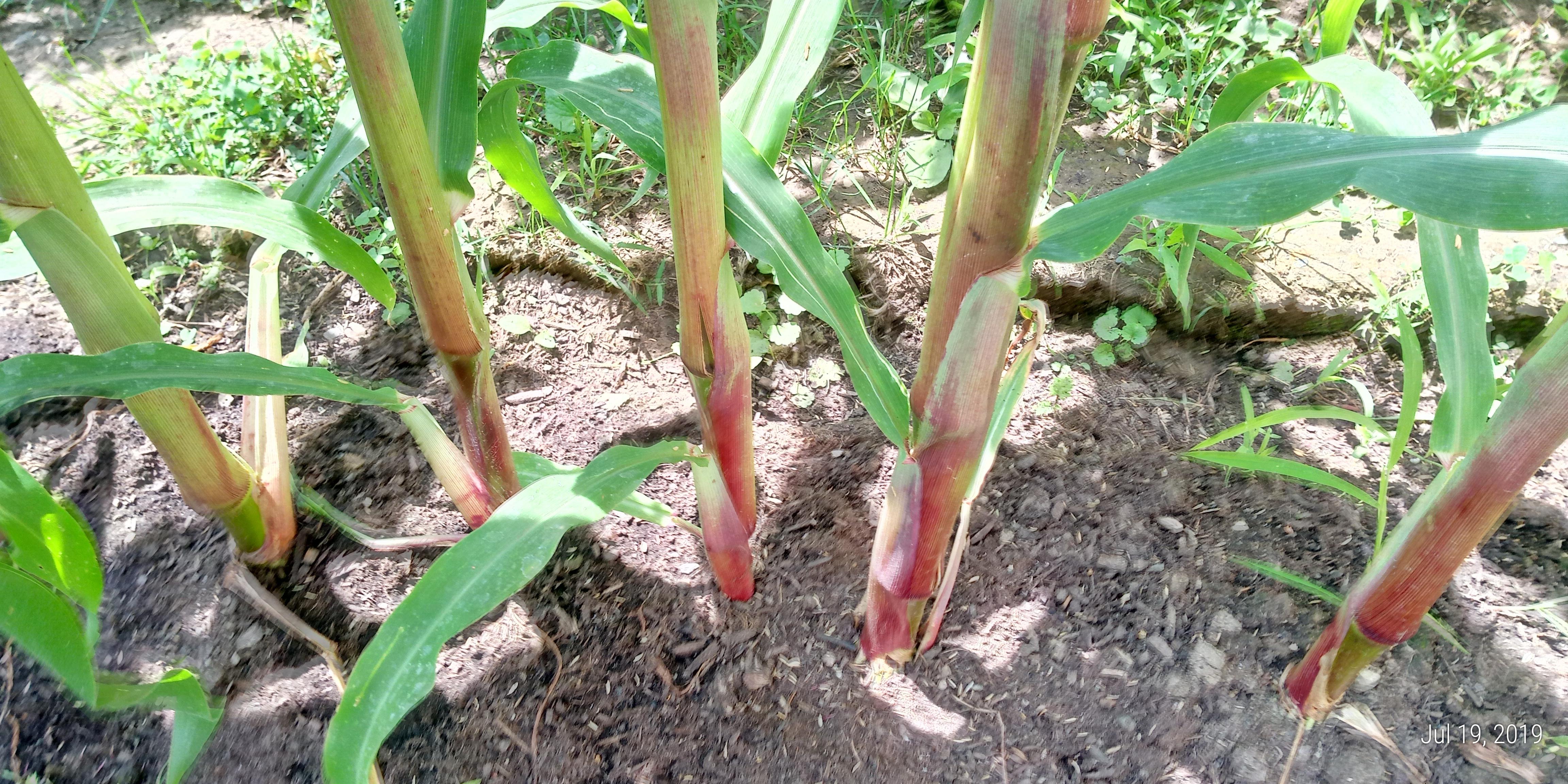 Why are my corn plants partially red? r/gardening