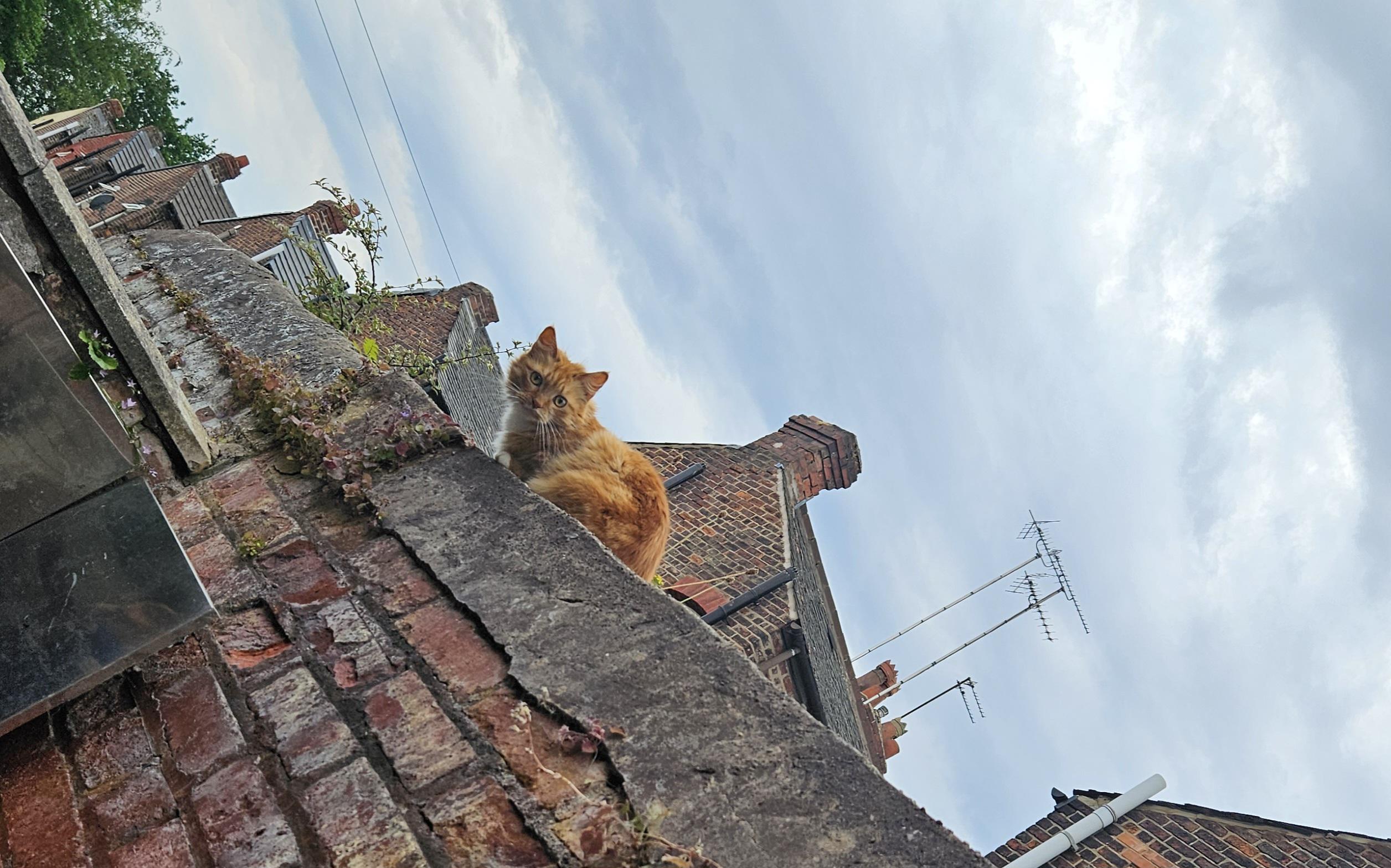 This evening, just as the ginger cat jumped off the roof in the credits