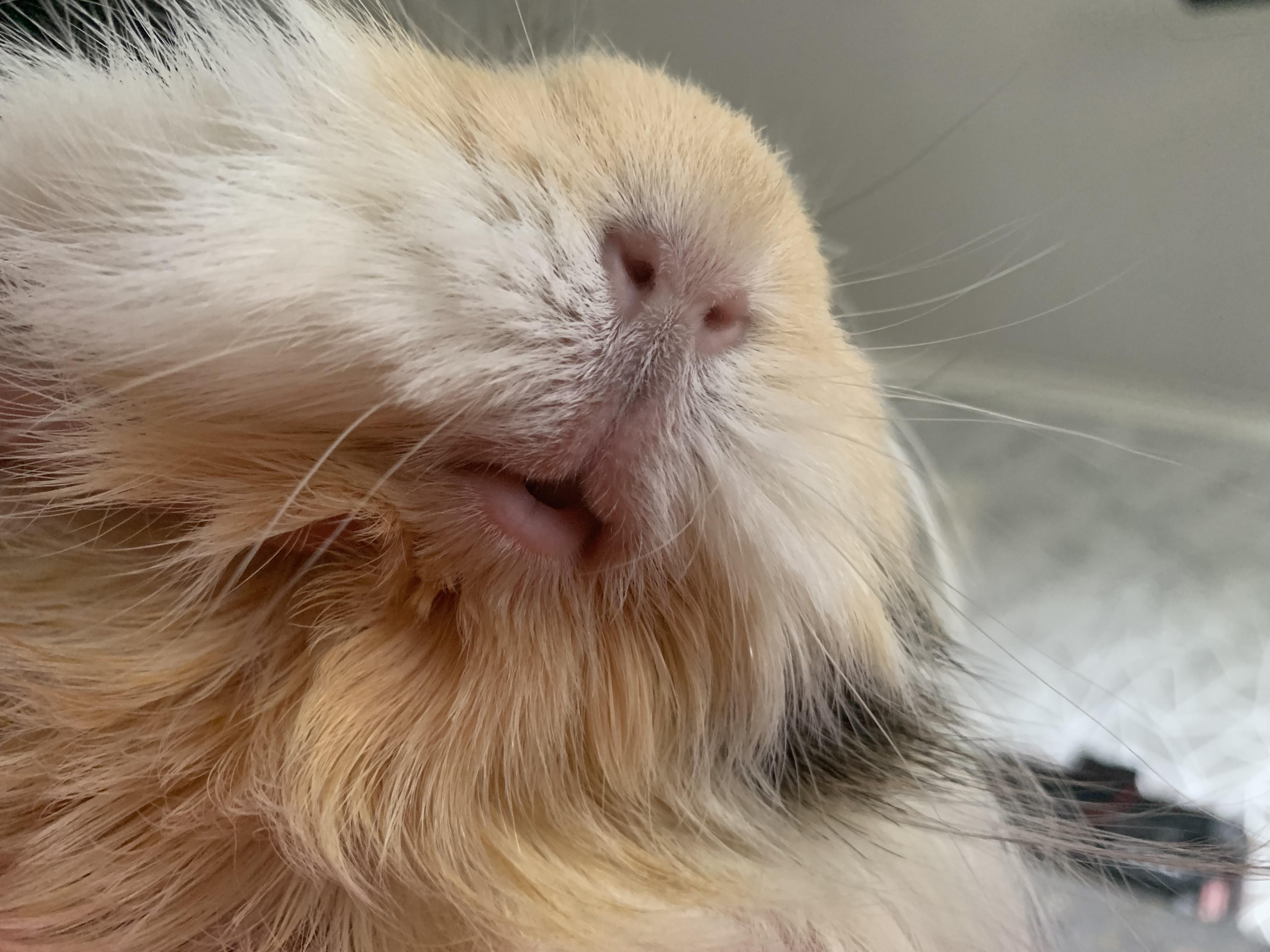 Them piggy lips 🥰🤭 r/guineapigs