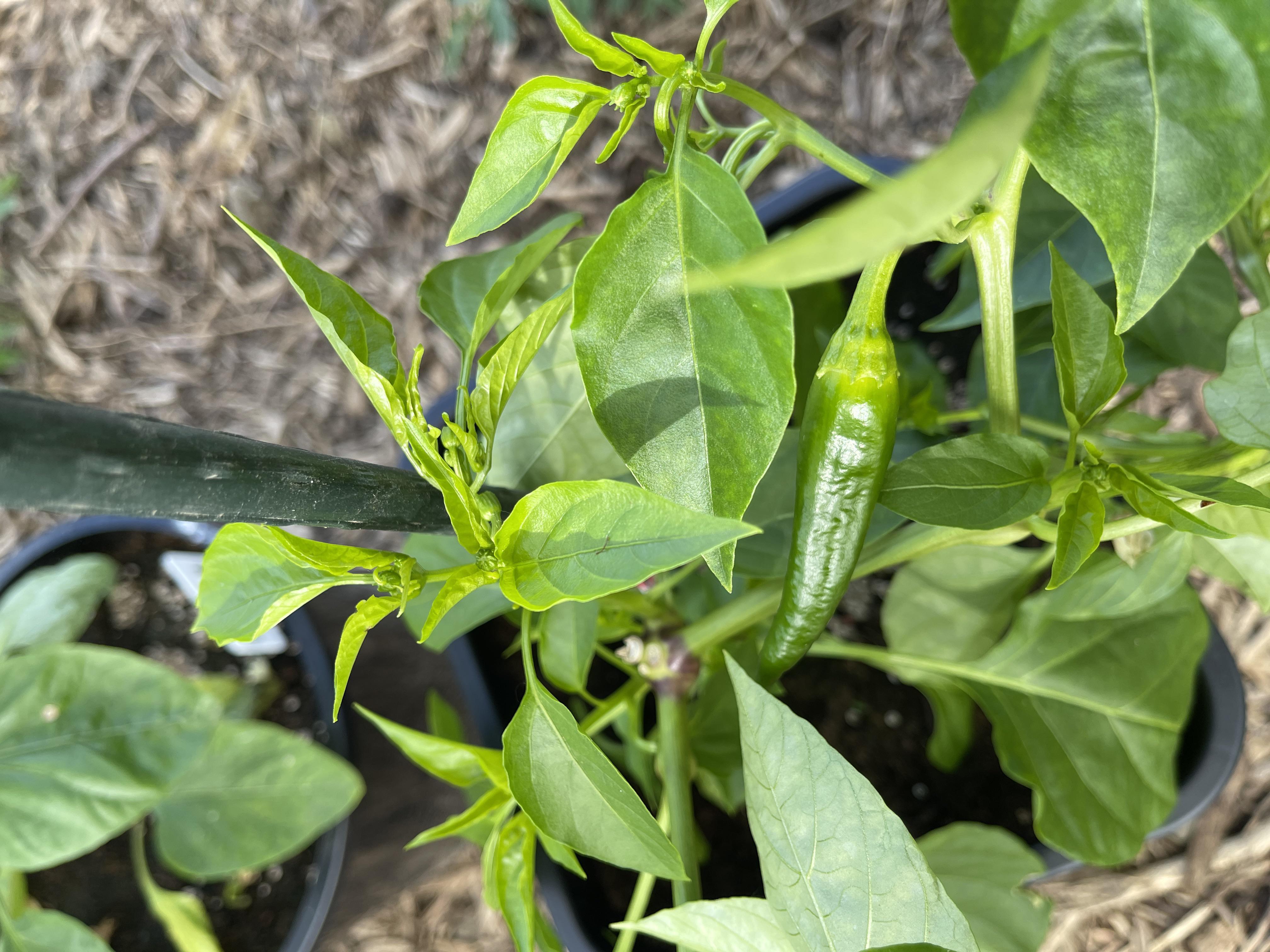 Chimayo peppers are going well. One of my most favorite peppers of all