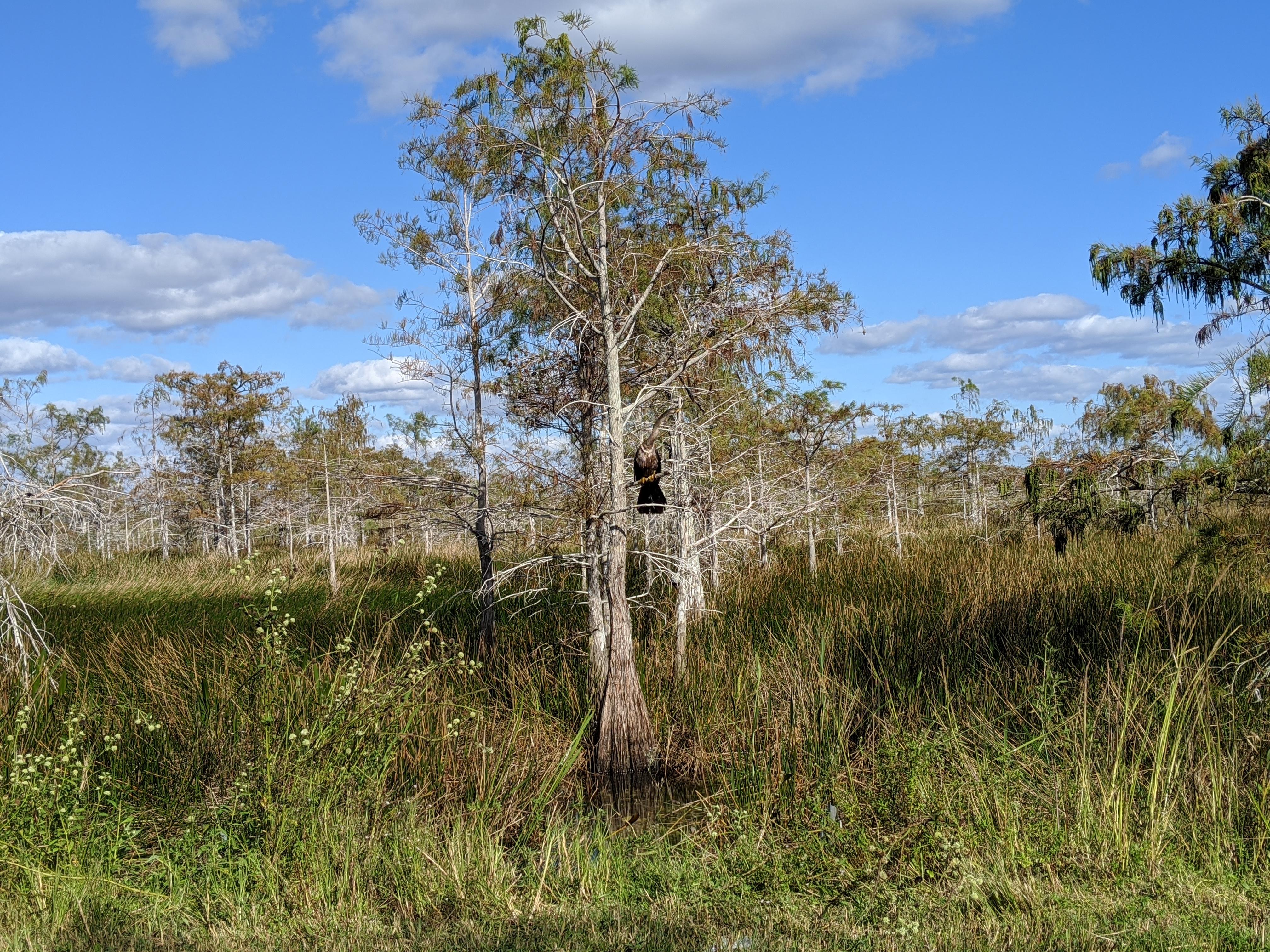 [OC] Skeleton Forest in the Everglades National Park. Never thought I'd