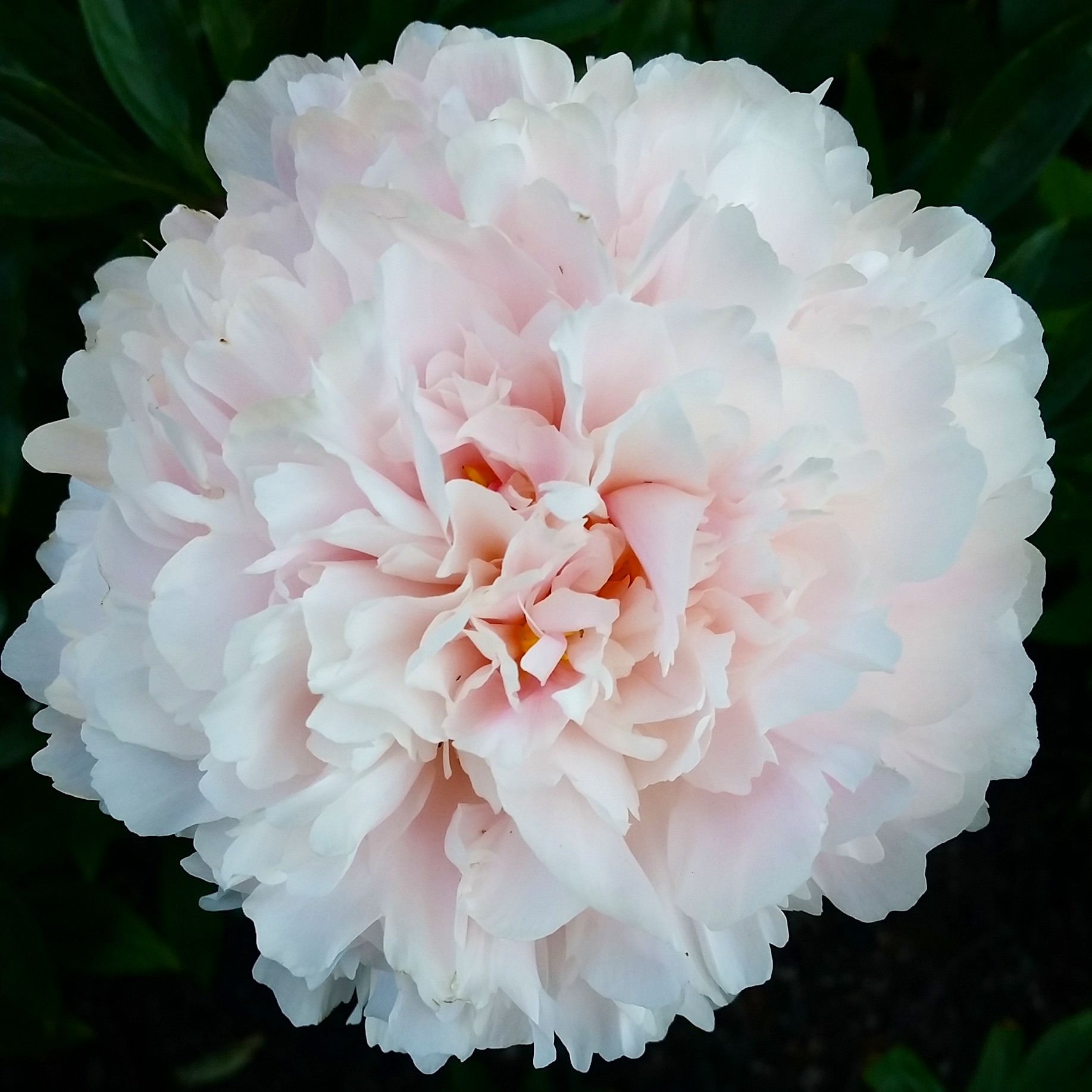 Isn't she lovely? A blush pink peony I didn't know we had. No label, of