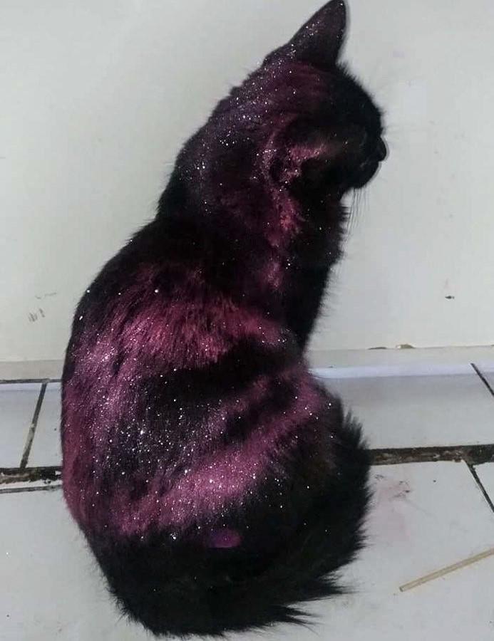 This cat rolled in glitter and turned into a galaxy kitty r/TheLeftovers