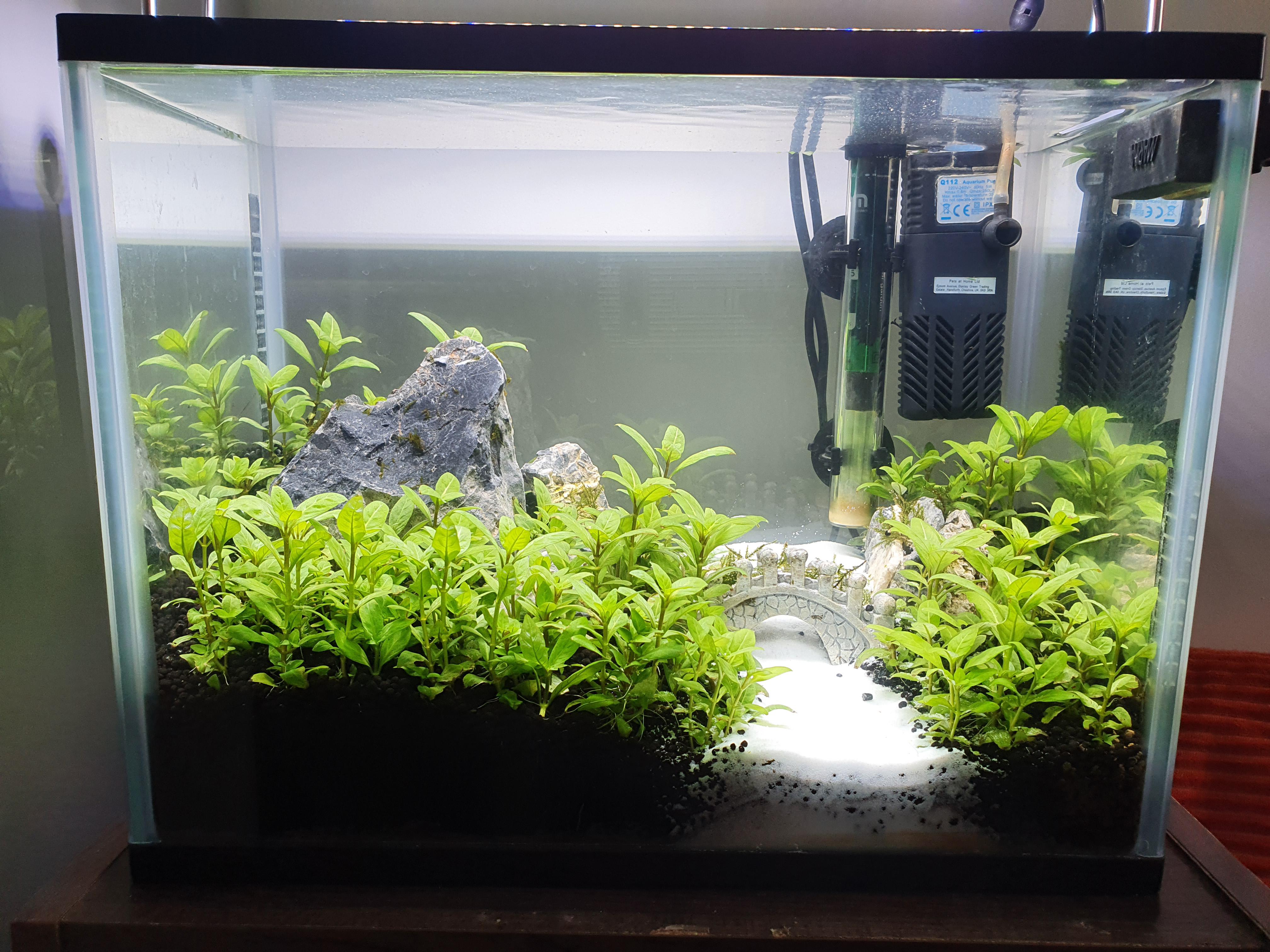 Beginner planted tank VERY high dGH of 22. Is this tank