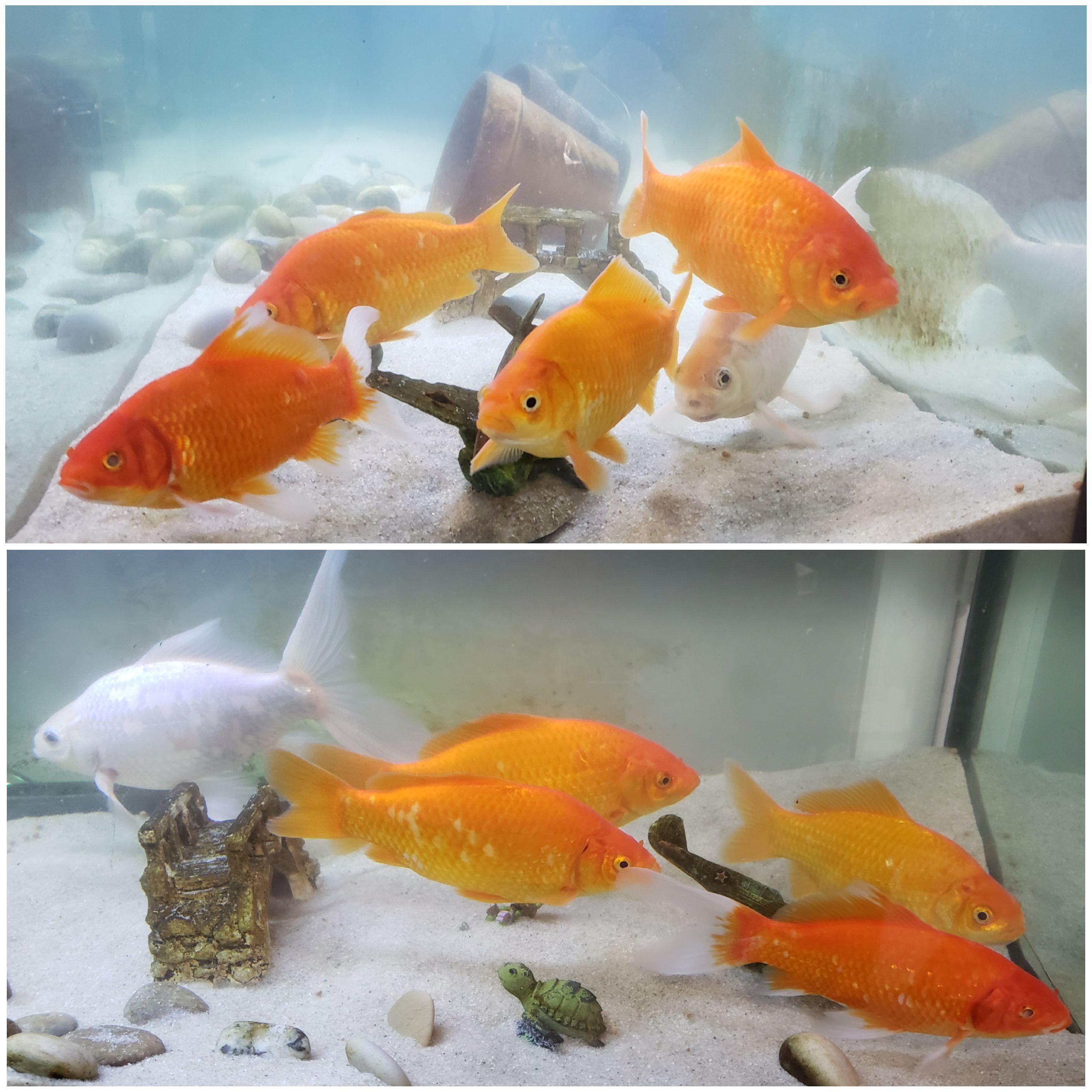 Post water change feeding in a balmy 63°F/17.2°C tank. Nom, nom, nom