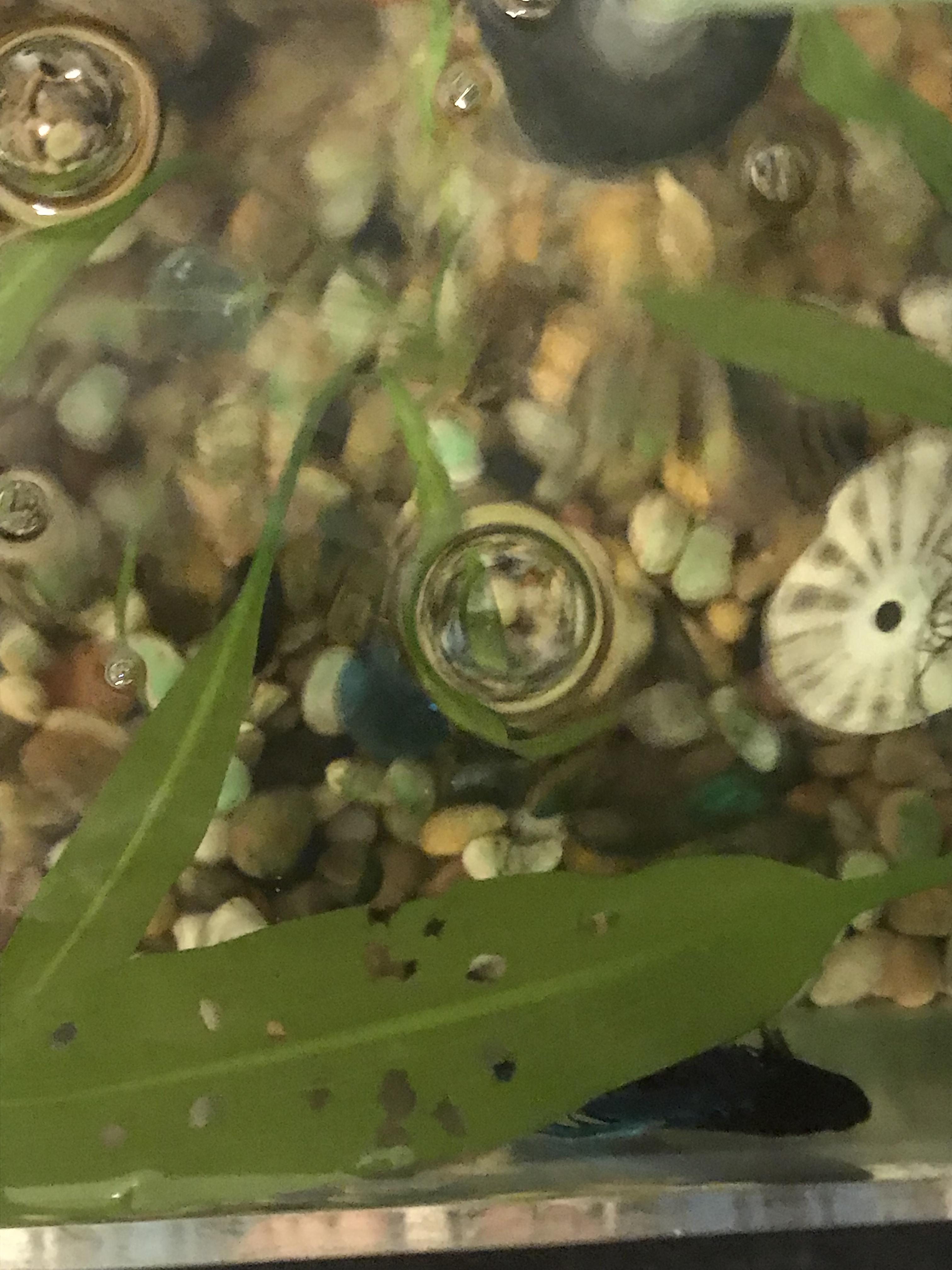 Help! I thought my betta was working on a bubble nest. I went over and