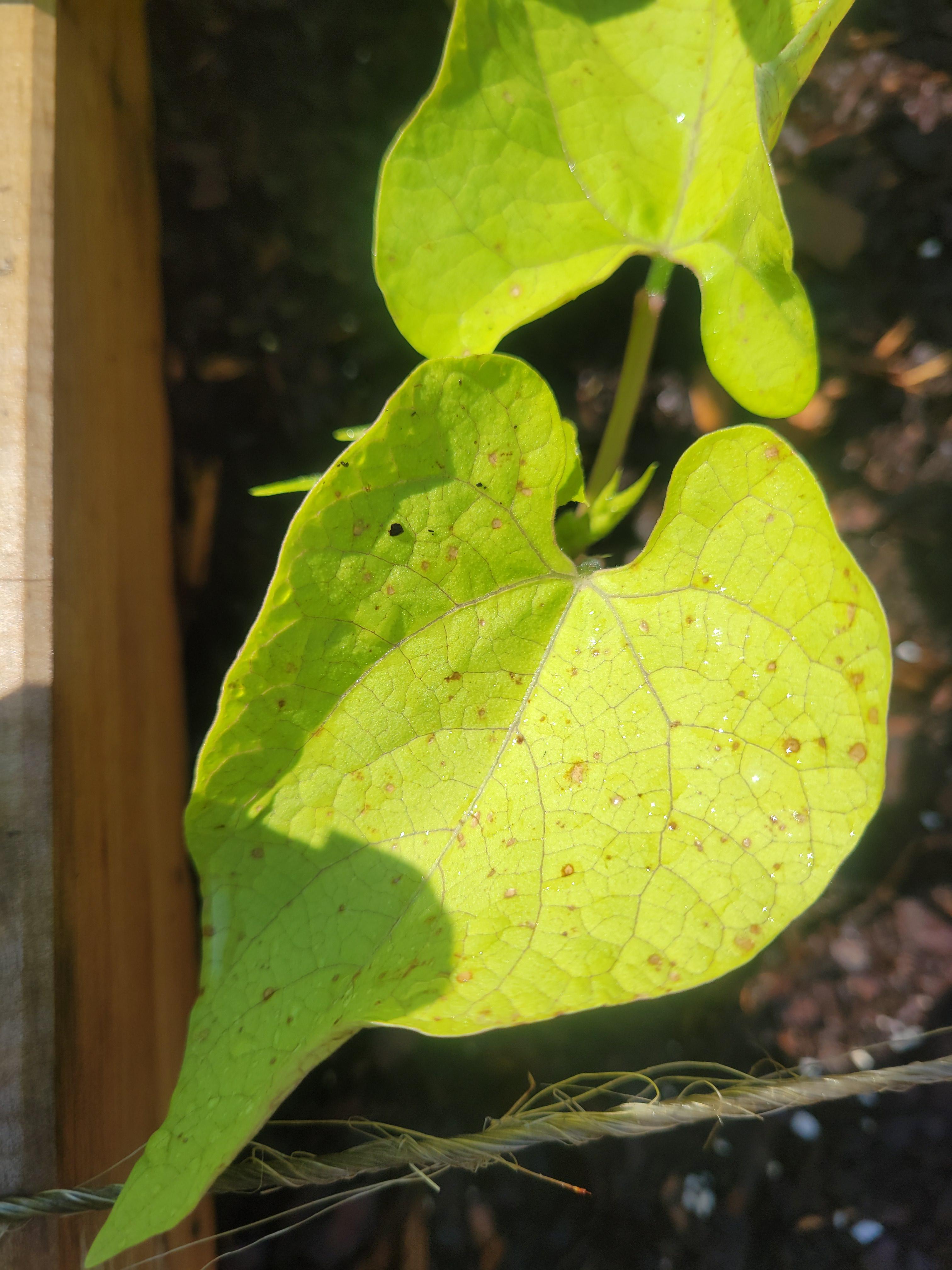 What are these little brown spots on my bush beans? They are about 3