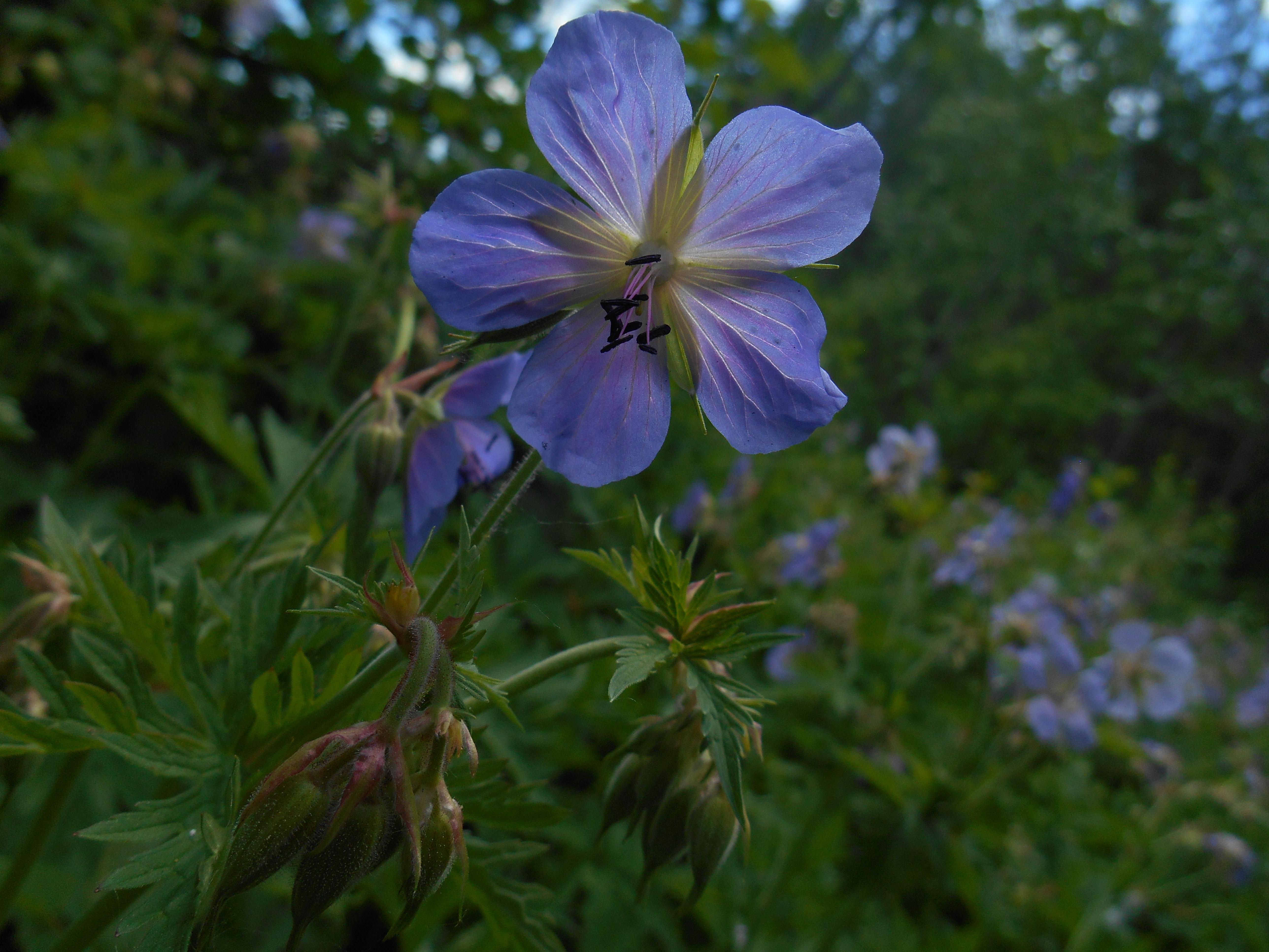 Purple wildflower seen in Alberta Canada in June r/whatsthisplant