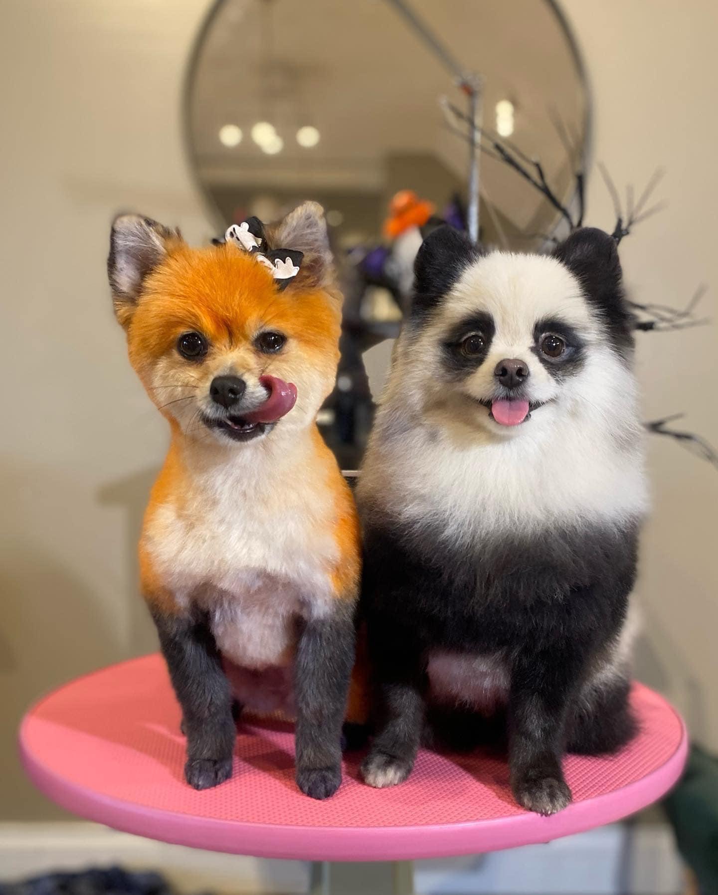 (OC) creative grooming on to Pomeranians 🦊🐼 pleasedontaskalice