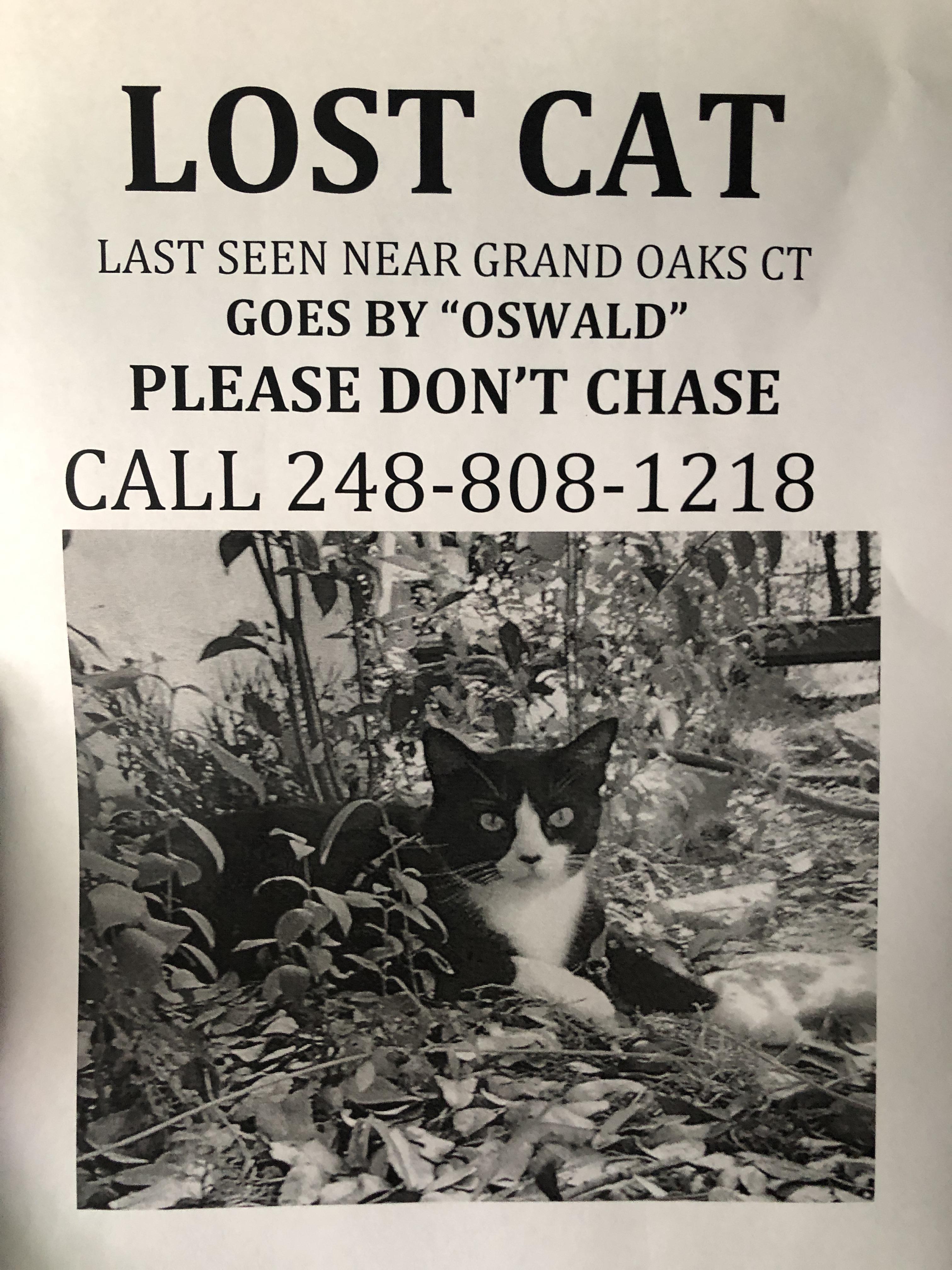 Missing cat! Lost 4/10/20 in Bartlett IL near struckman and 59 last