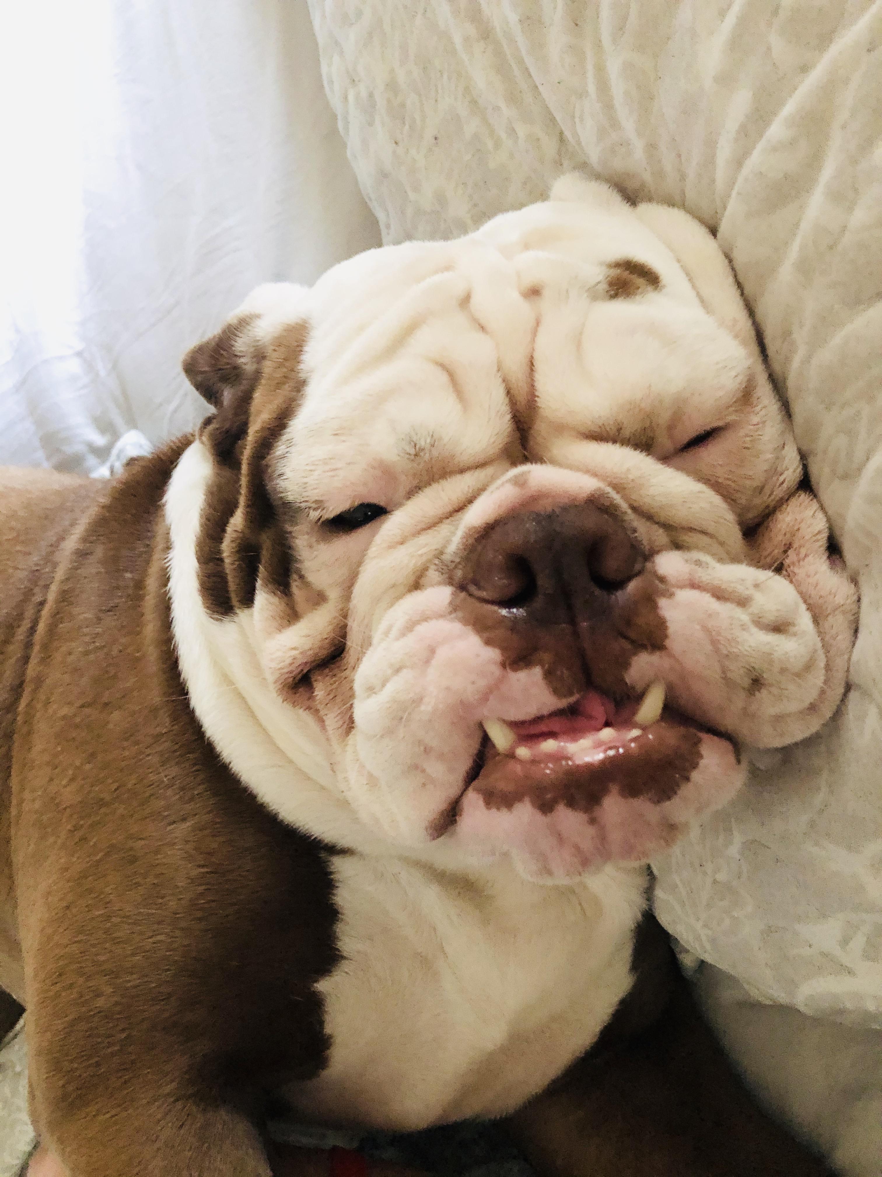 Woke up to this beautiful squish face. 👸 r/Bulldogs