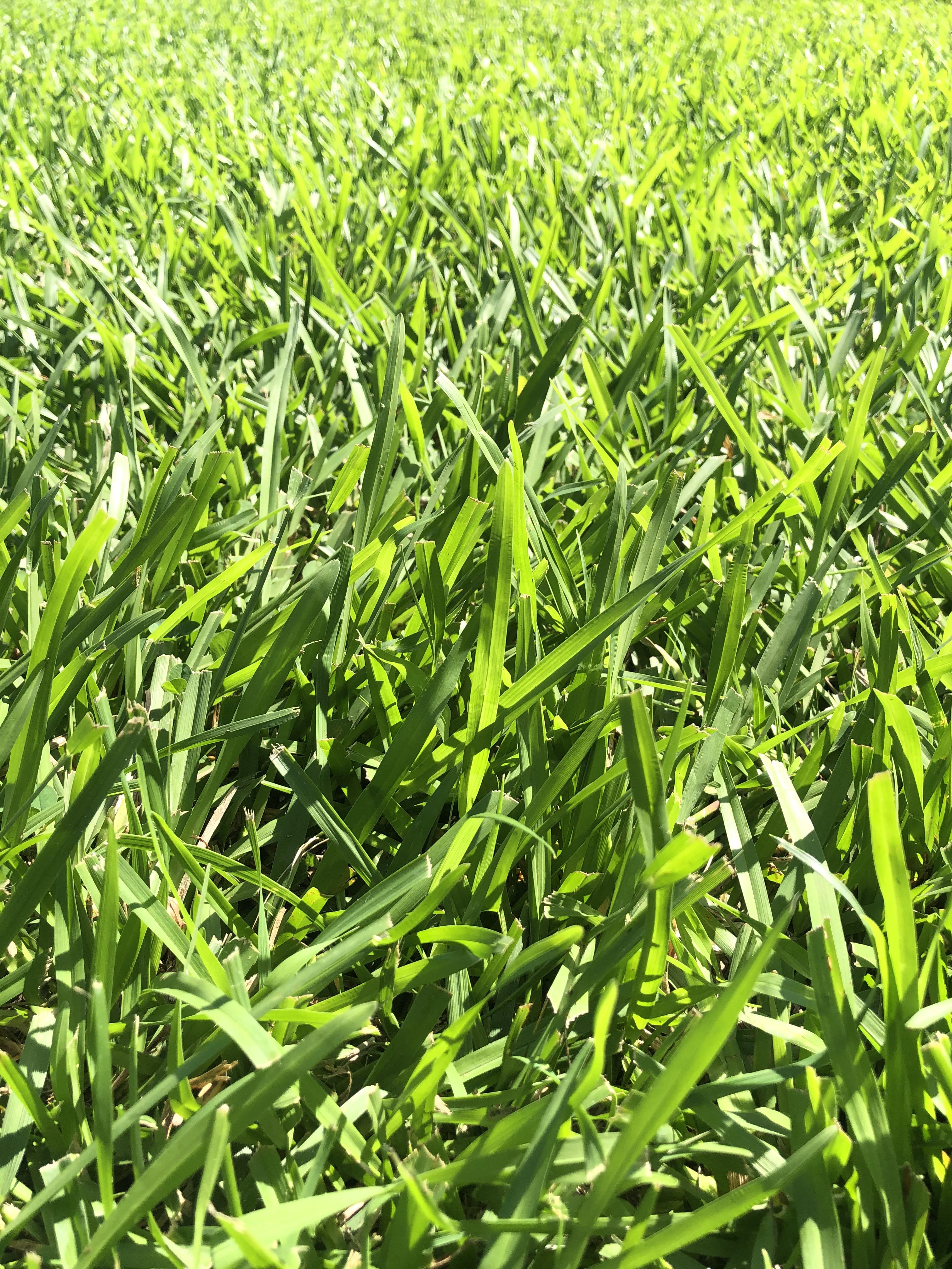 Is this St. Augustine grass? Turfmanagement