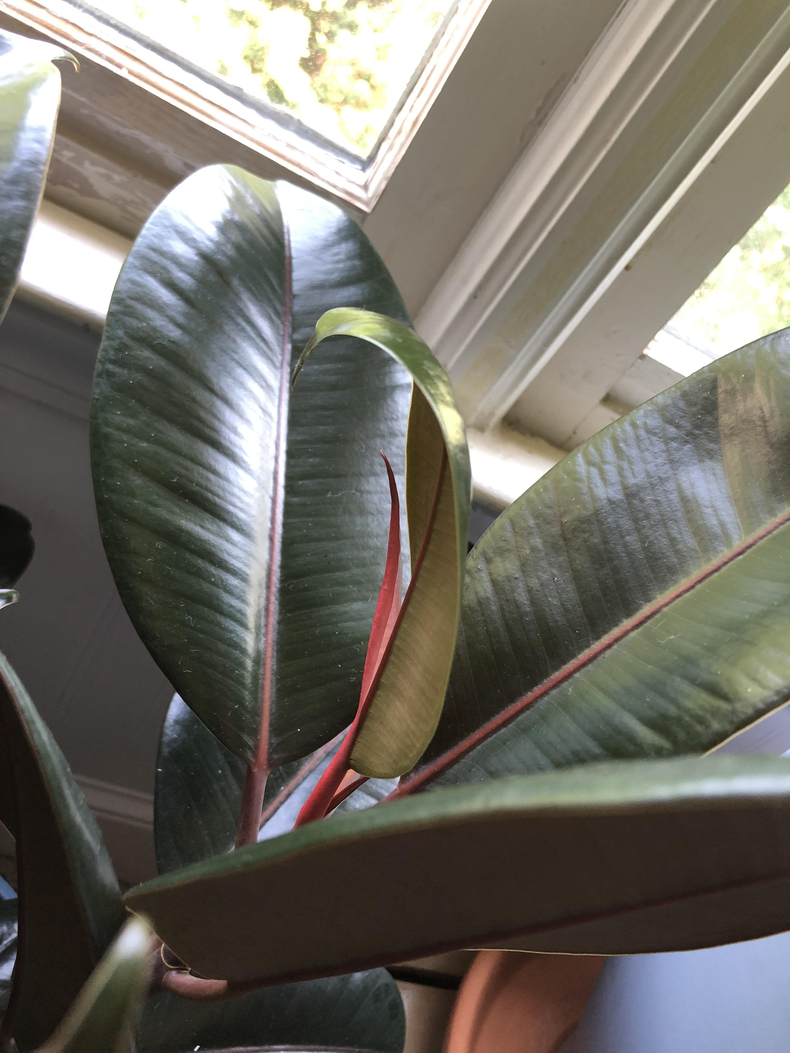 Anyone know why my rubber plant’s new leaf is curling back like this? r/plantclinic