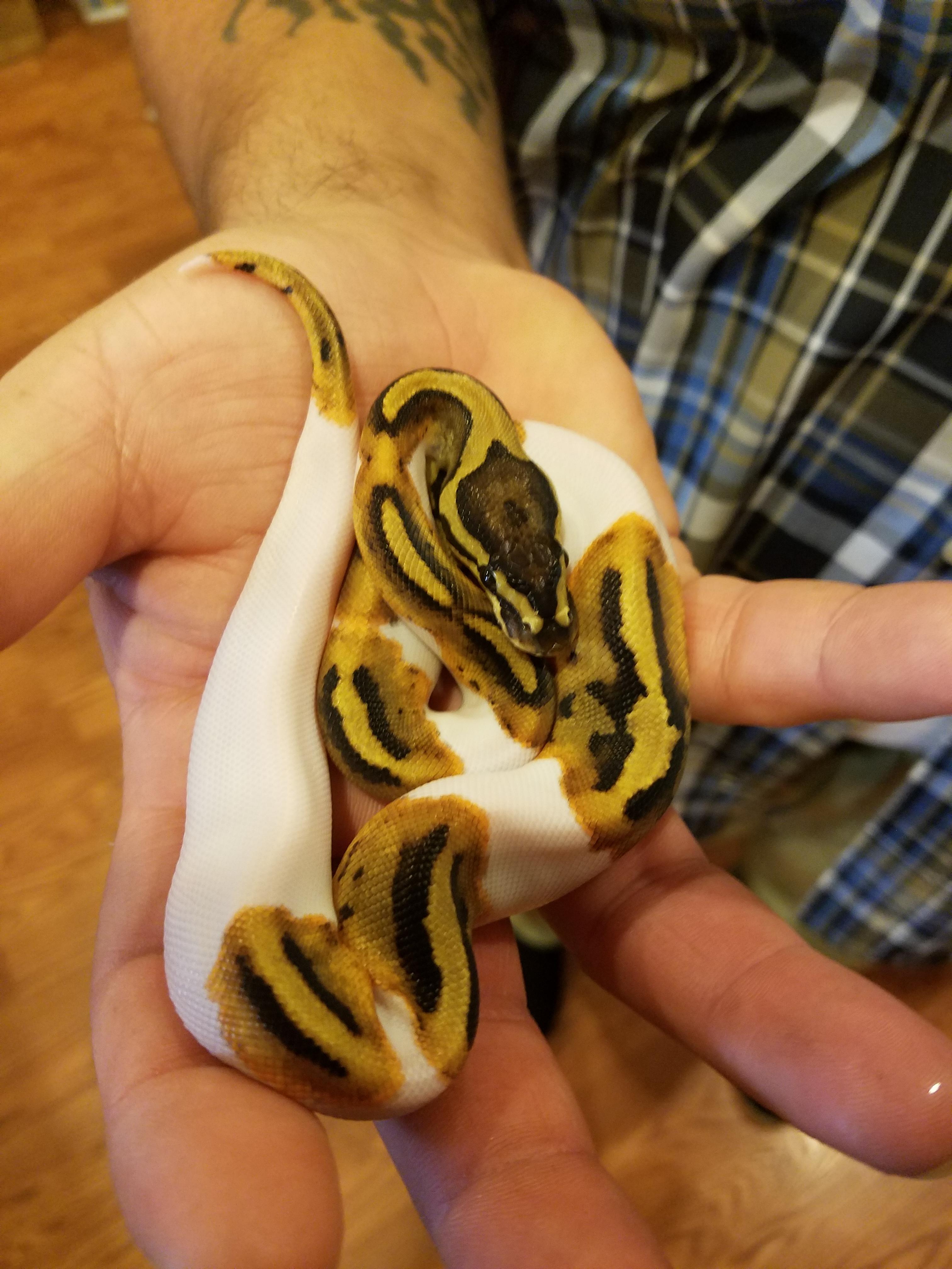 My baby girl r/snakes
