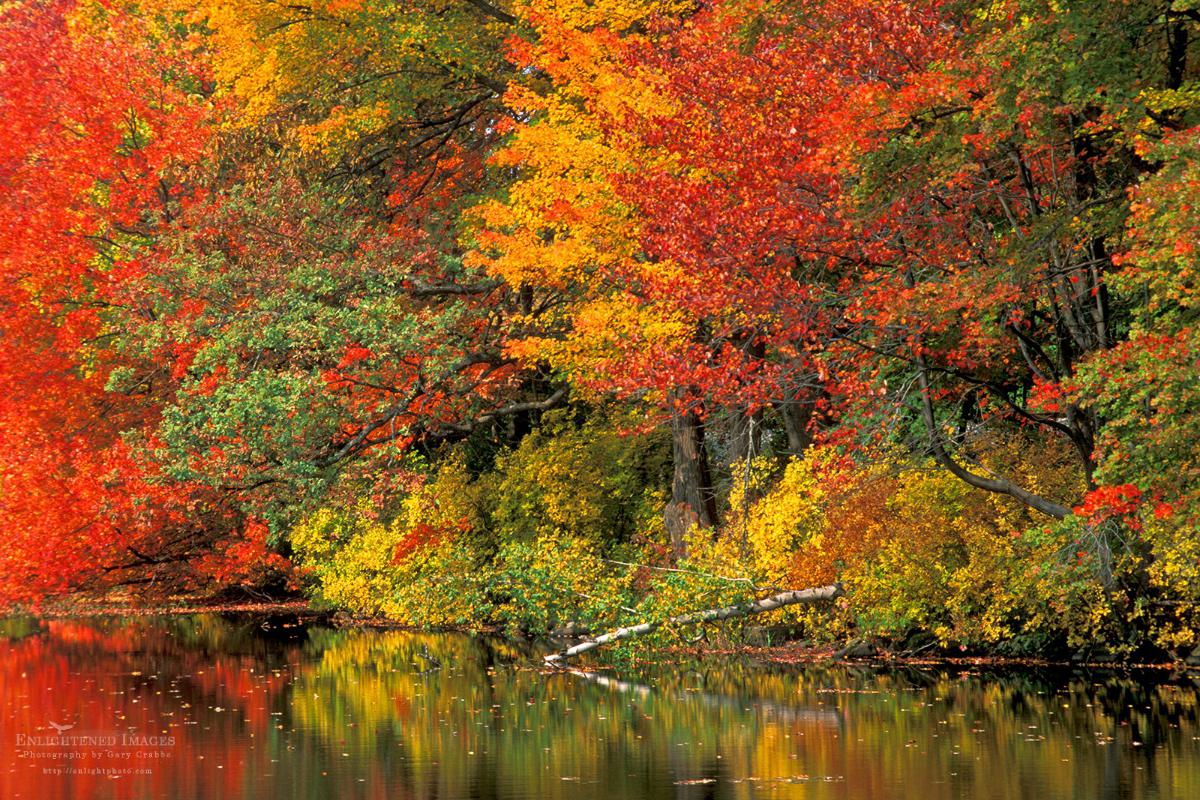 Unnamed pond during autumn in New England. (Shot on Film) [OC][1200x800