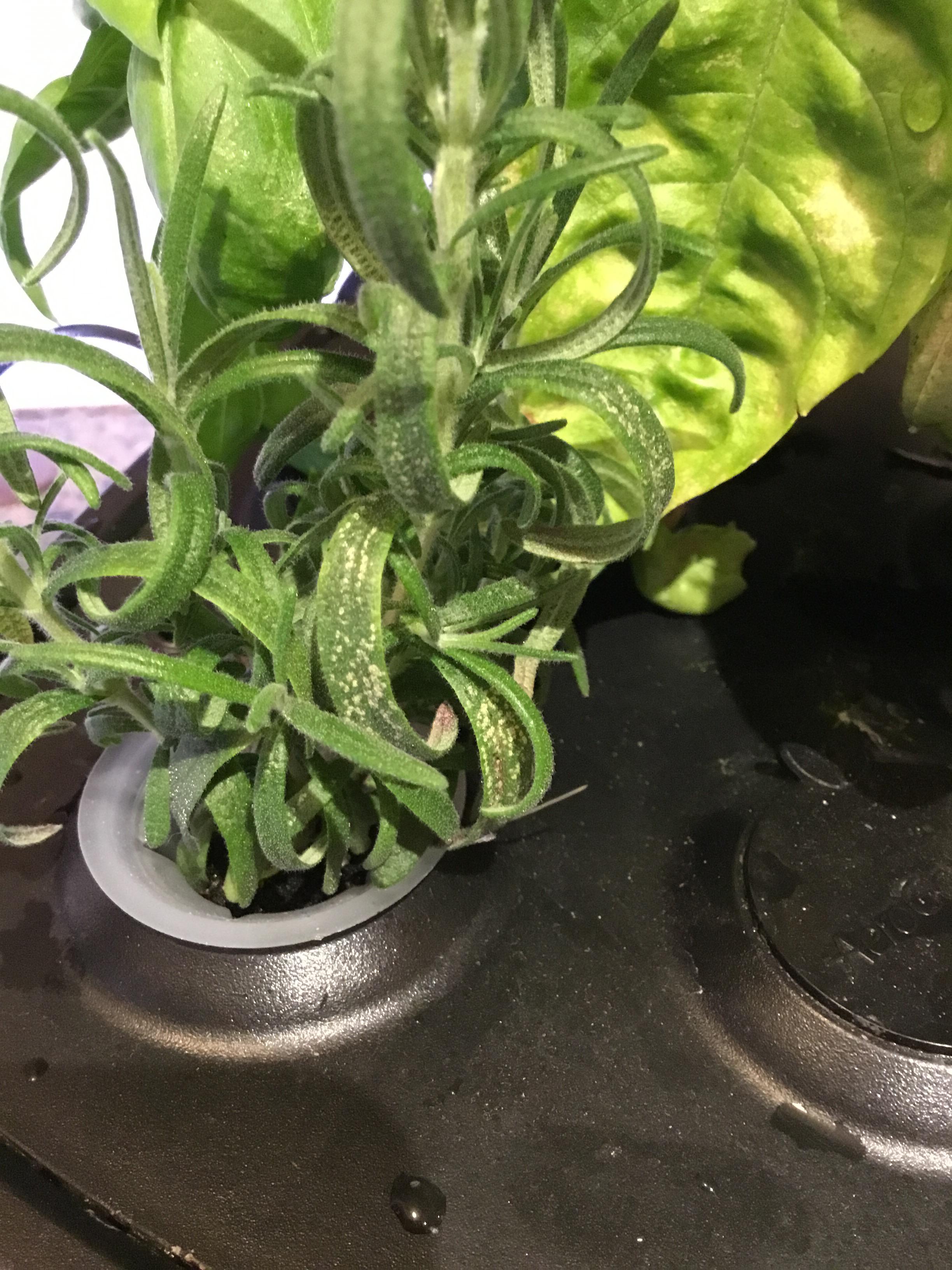 Rosemary insects? Leafhoppers? Thrips? Treatment? r/aerogarden