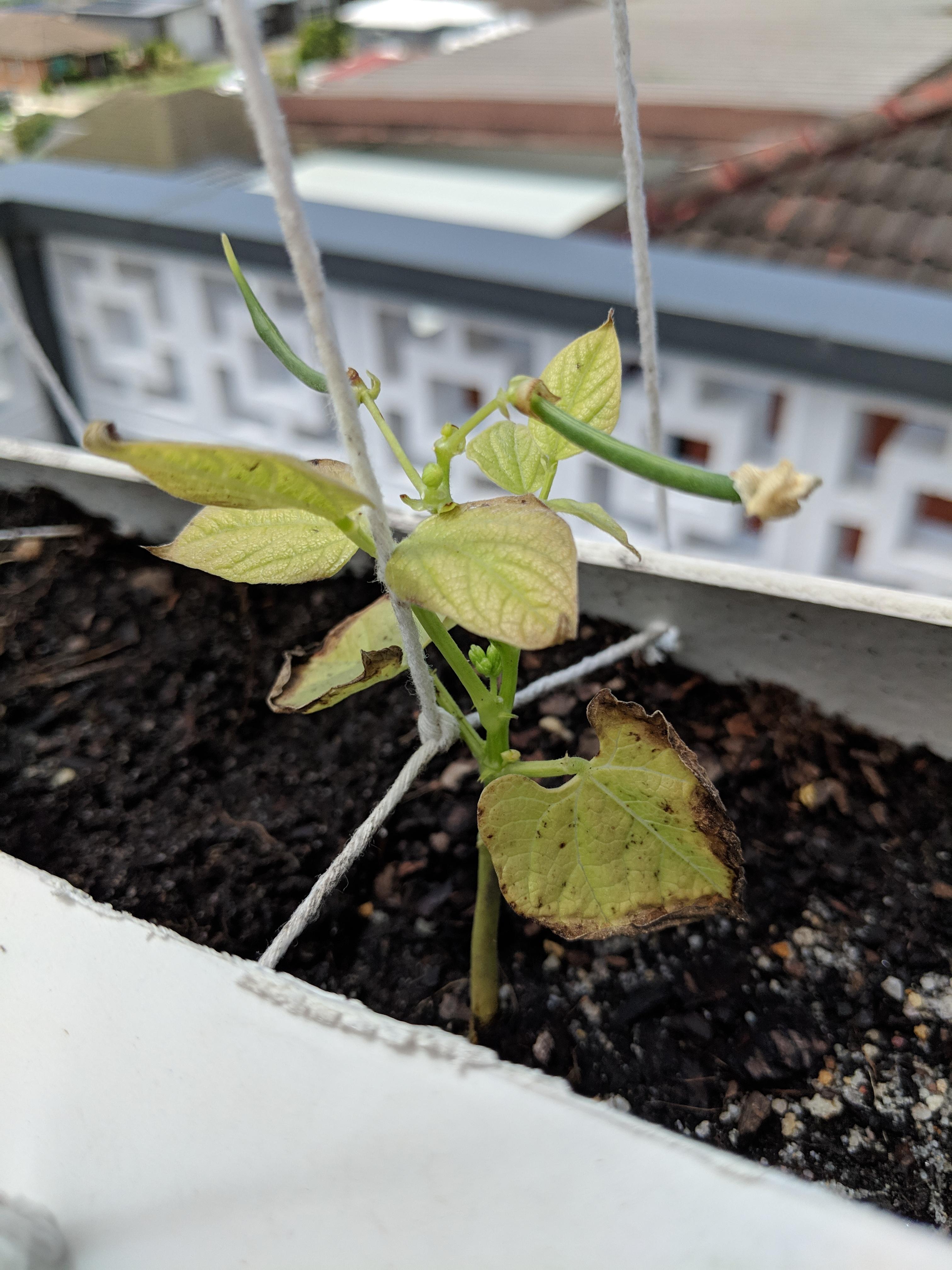 Can anyone tell my why the leaves on my bean plant are experiencing