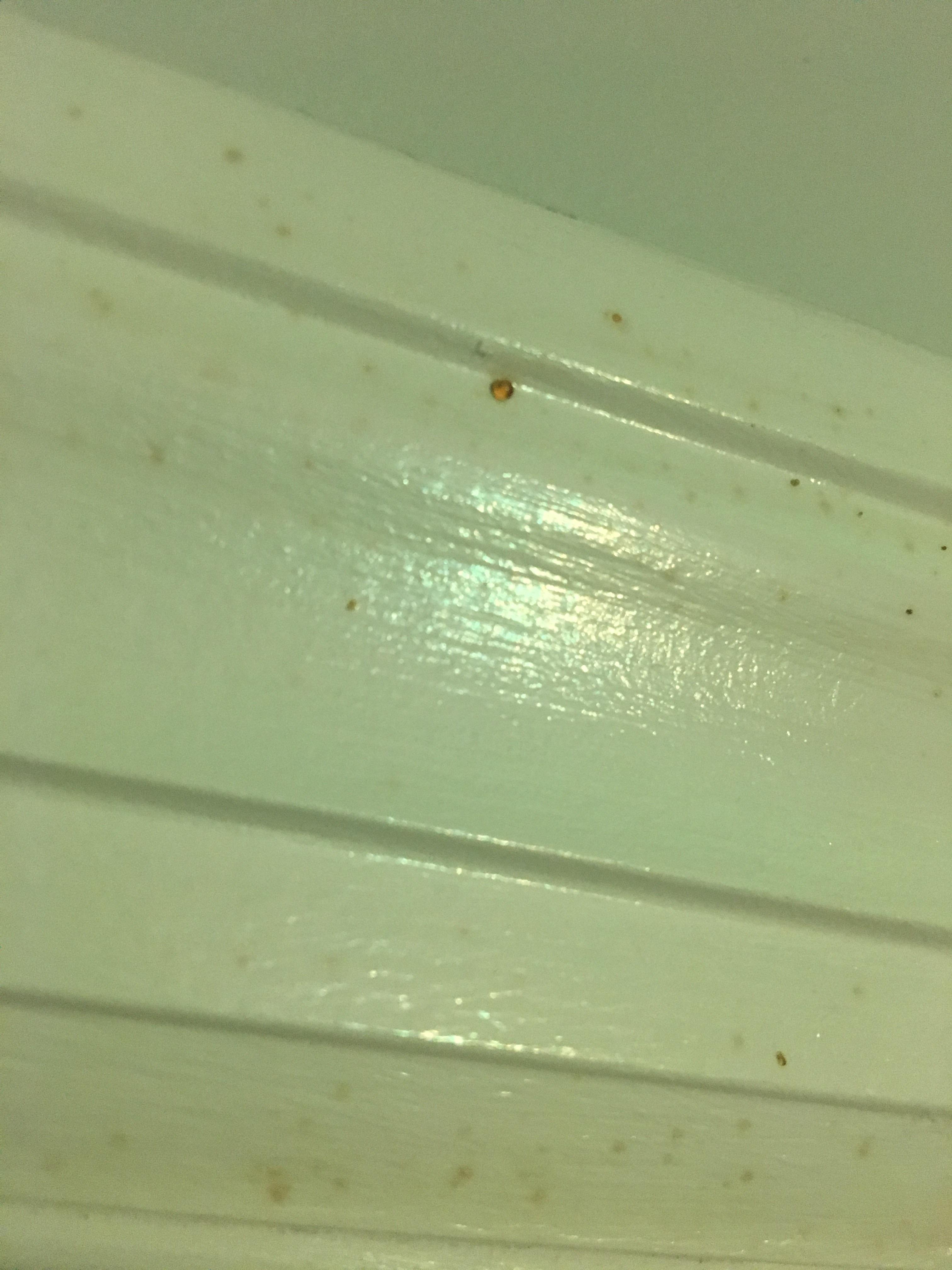 I’m seeing these orange dots all over my door frames is it some kind