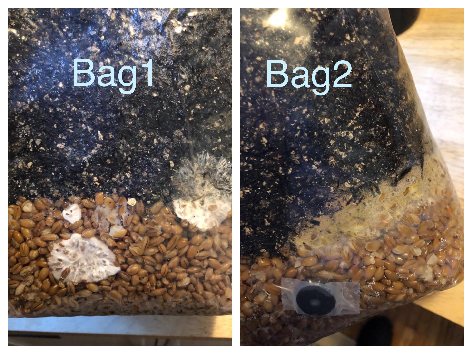 1 best u/waaazaaa images on Pholder First attempt at growing, 2 all