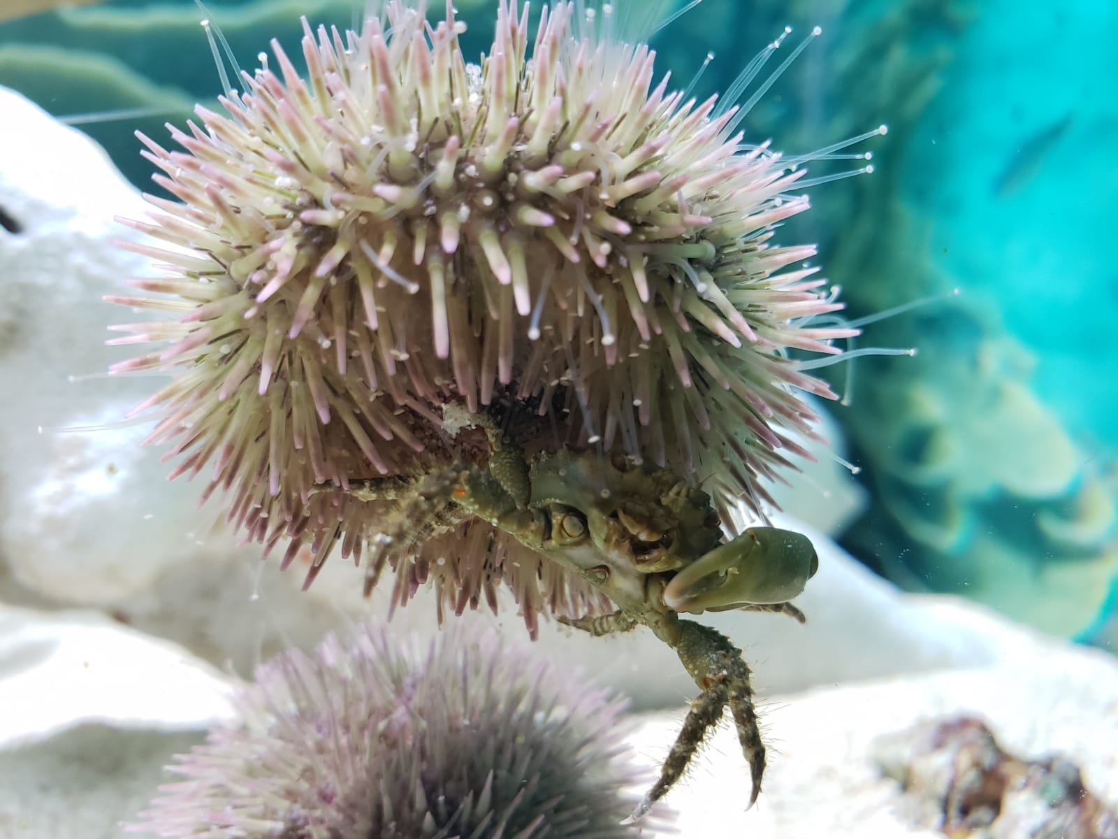 A soft one but went to an Aquarium and saw a sea urchin slowly eating a