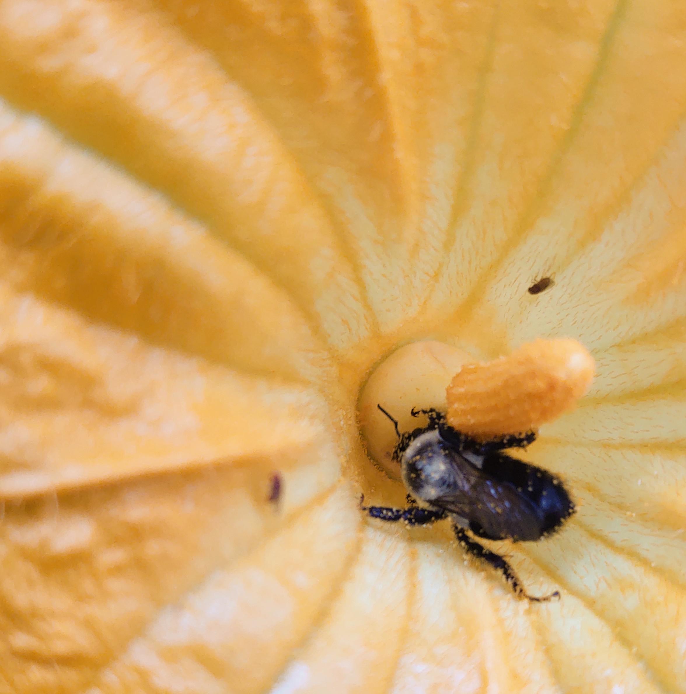 Sharing a pumpkin blossom with (what appear to be) 2 fruit flies. r/bees