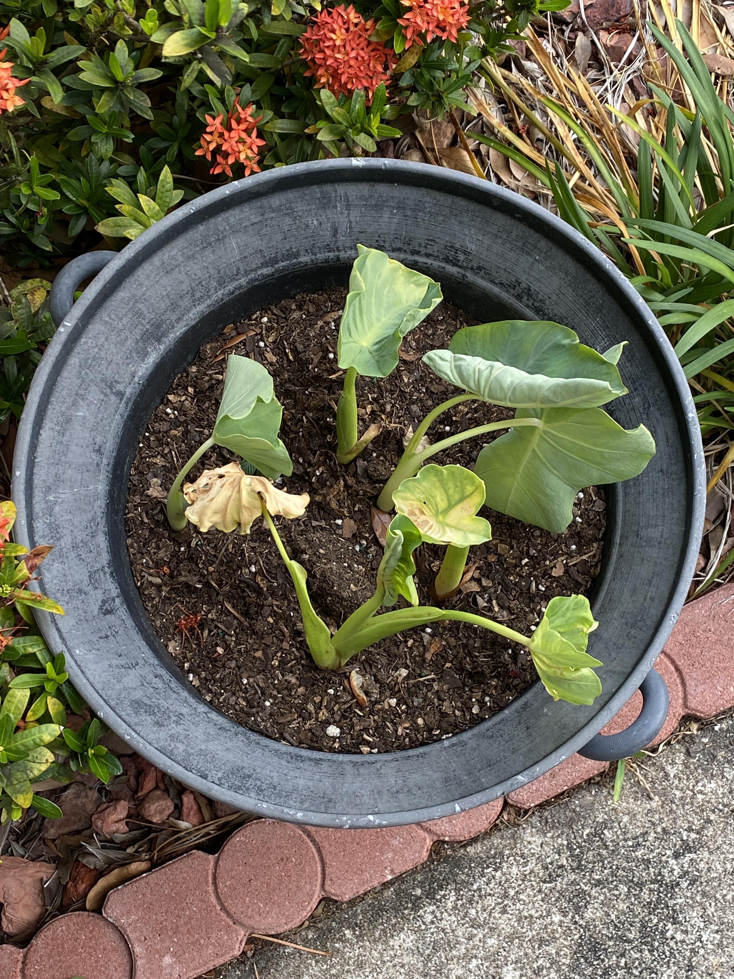 Elephant Ear Drooping, planted from bulbs and they sprouted not too long ago but they started