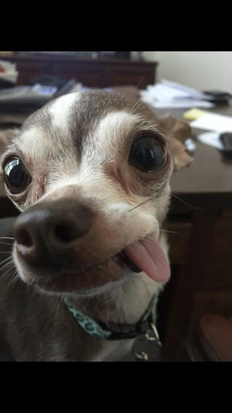 Reddit...Meet Gina, my rescue dog. She’s missing teeth so her tongue